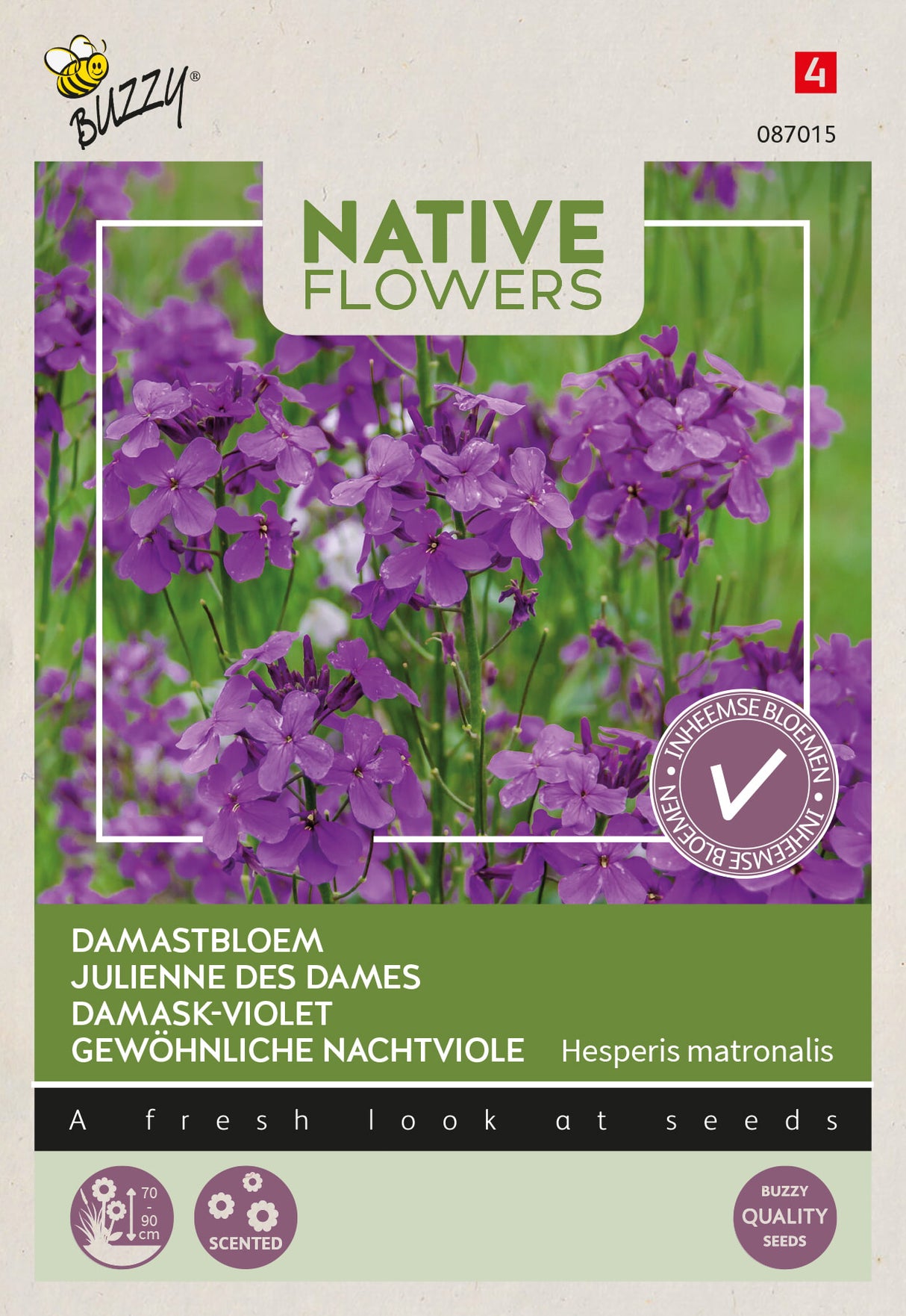 Buzzy Seeds Nachtviole