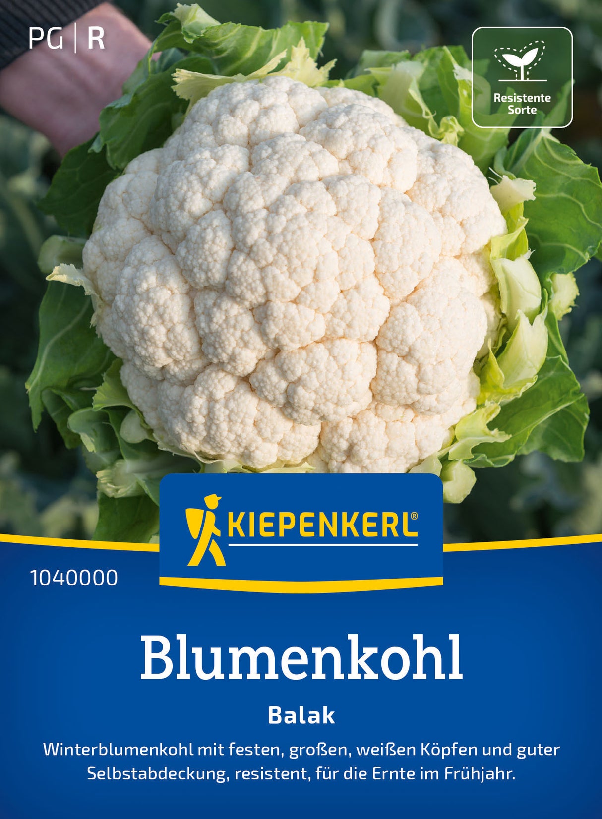 Kiepenkerl Blumenkohl Balak