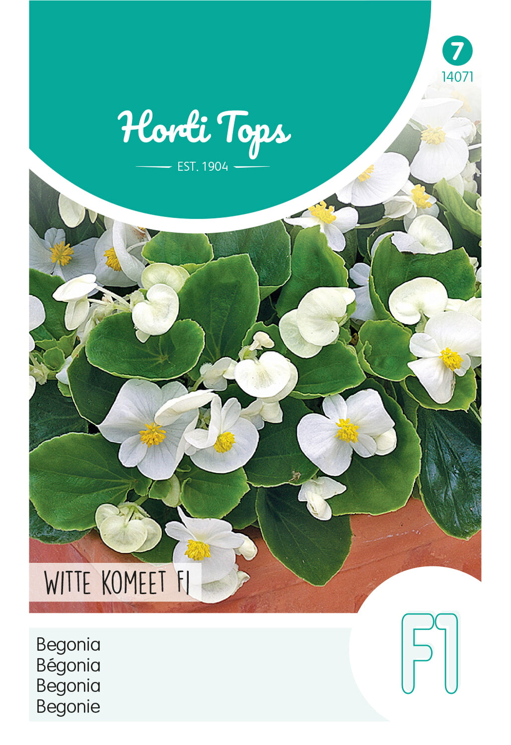 Horti Tops Begonie Semperflorens White Comet