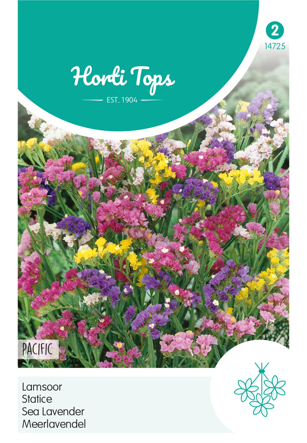 Horti Tops Geflügelter Strandflieder Pacific Mischung