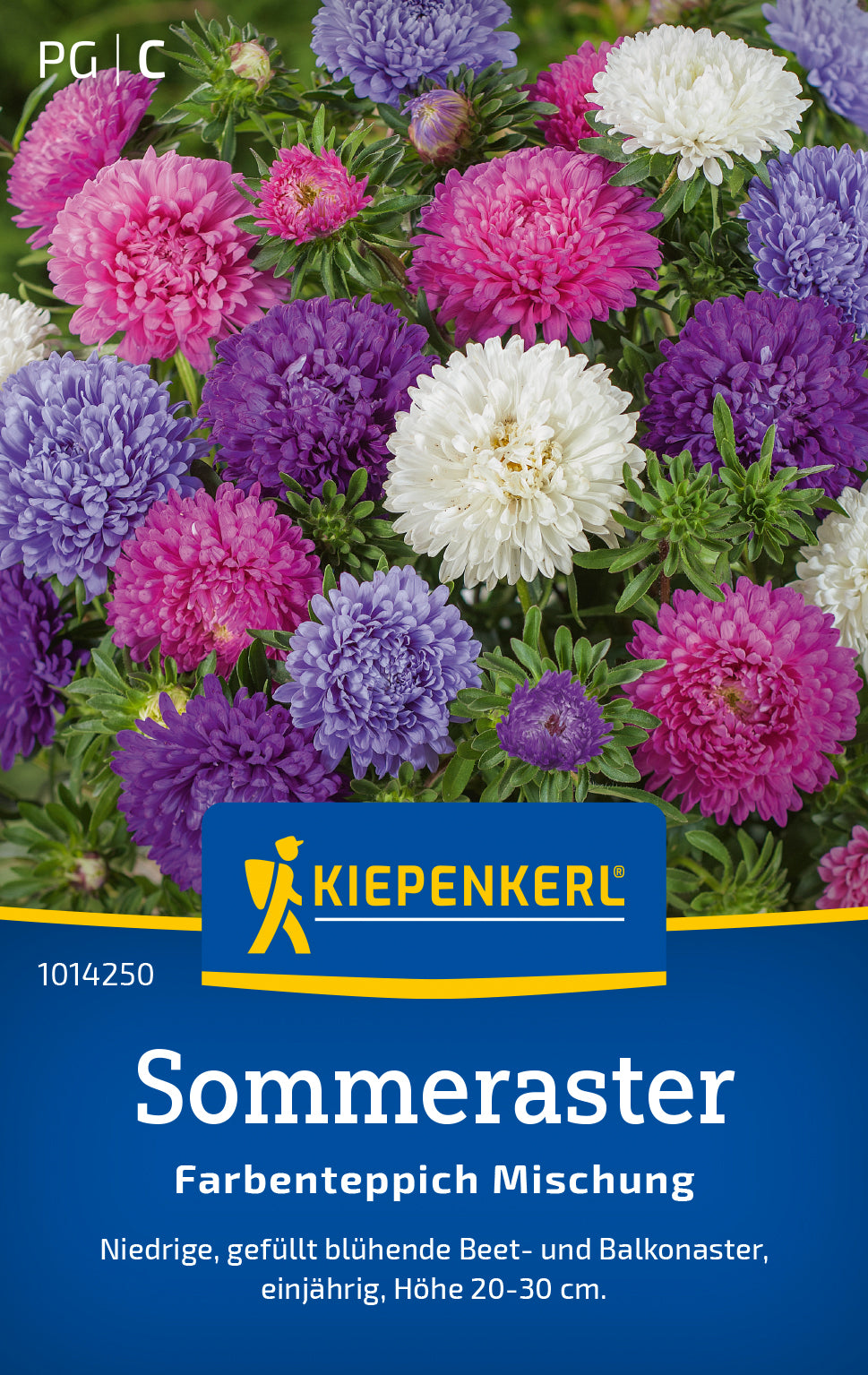 Kiepenkerl Astern Farbenteppich Mischung