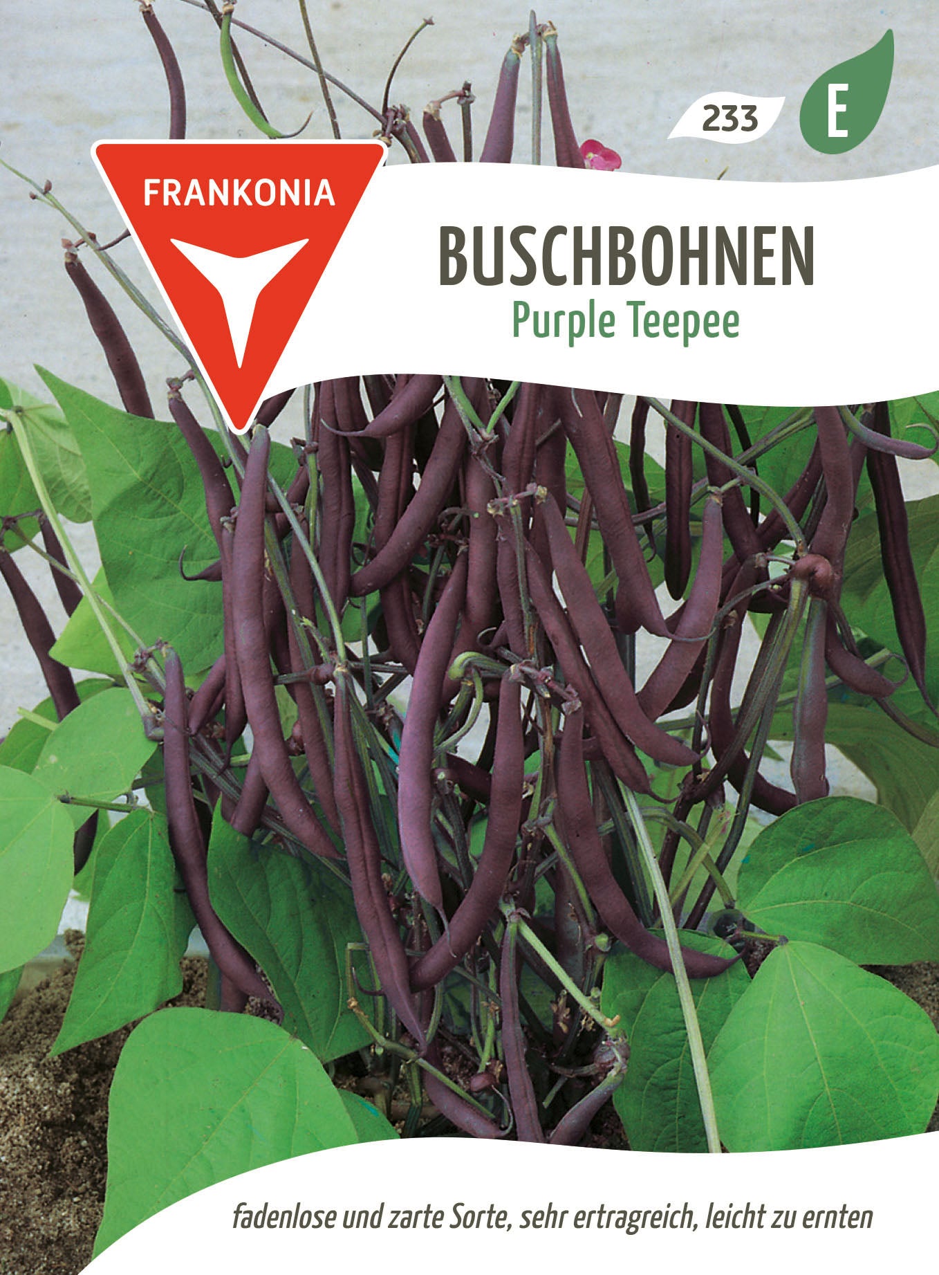Frankonia Samen Buschbohnen Purple Teepee