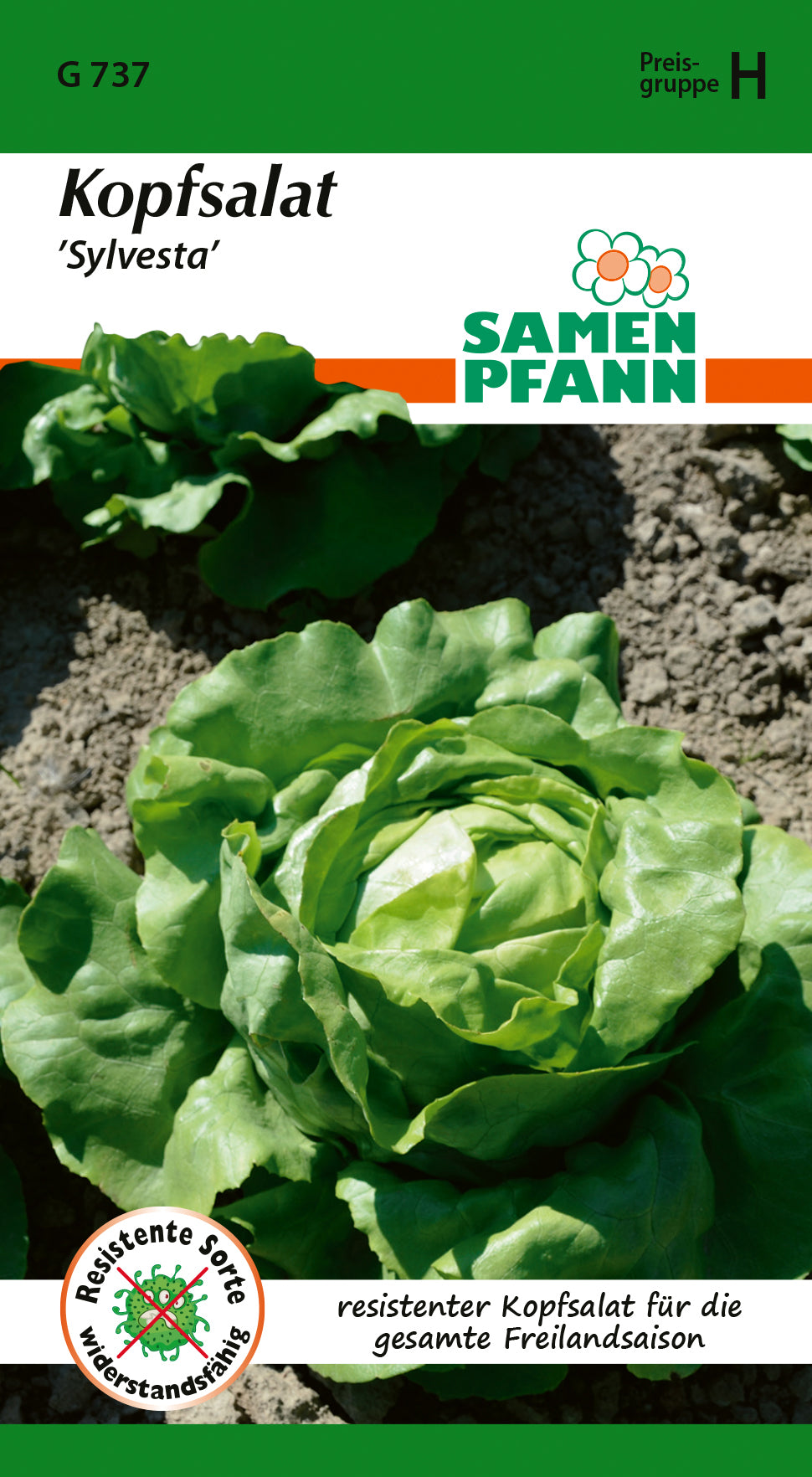 Samen Pfann Kopfsalat Sylvesta