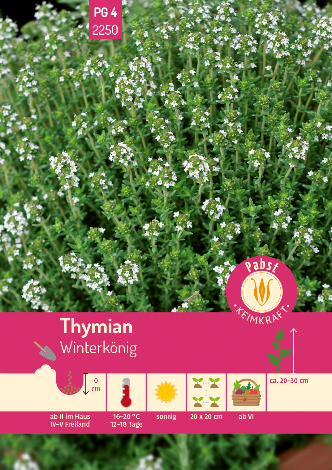Pabst Keimkraft Thymian Deutscher Winter