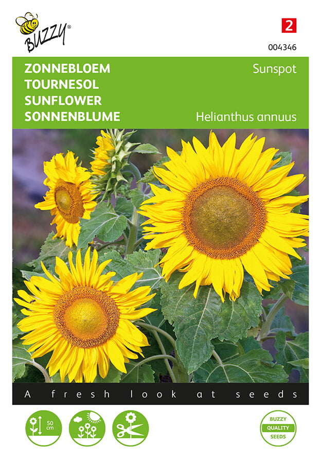 Buzzy Seeds Sonnenblumen Sunspot niedrige