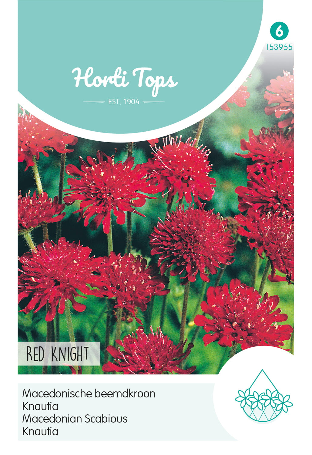 Horti Tops Witwenblume Macedonica Red Knight