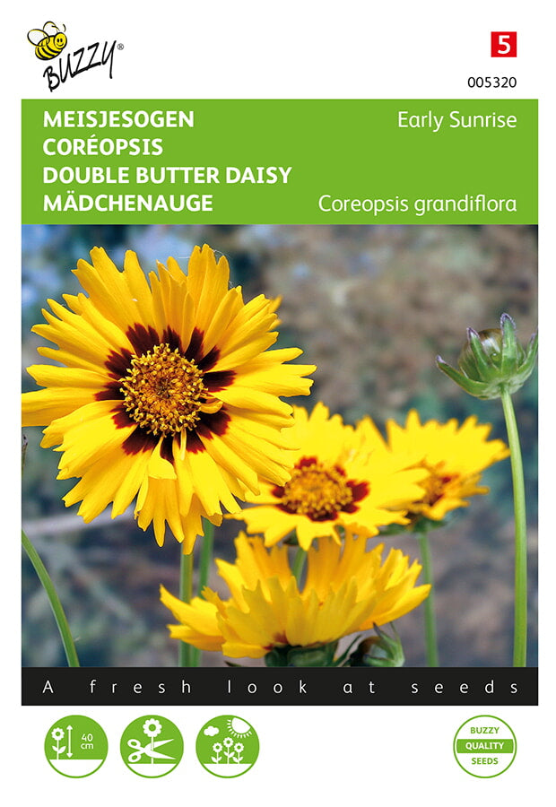 Buzzy Seeds Mädchenauge Early Sunrise