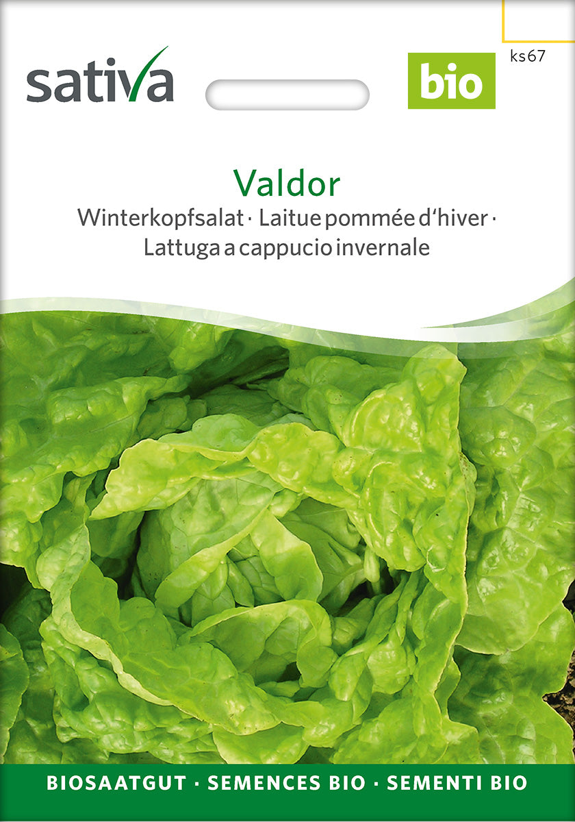 Sativa Winterkopfsalat Valdor