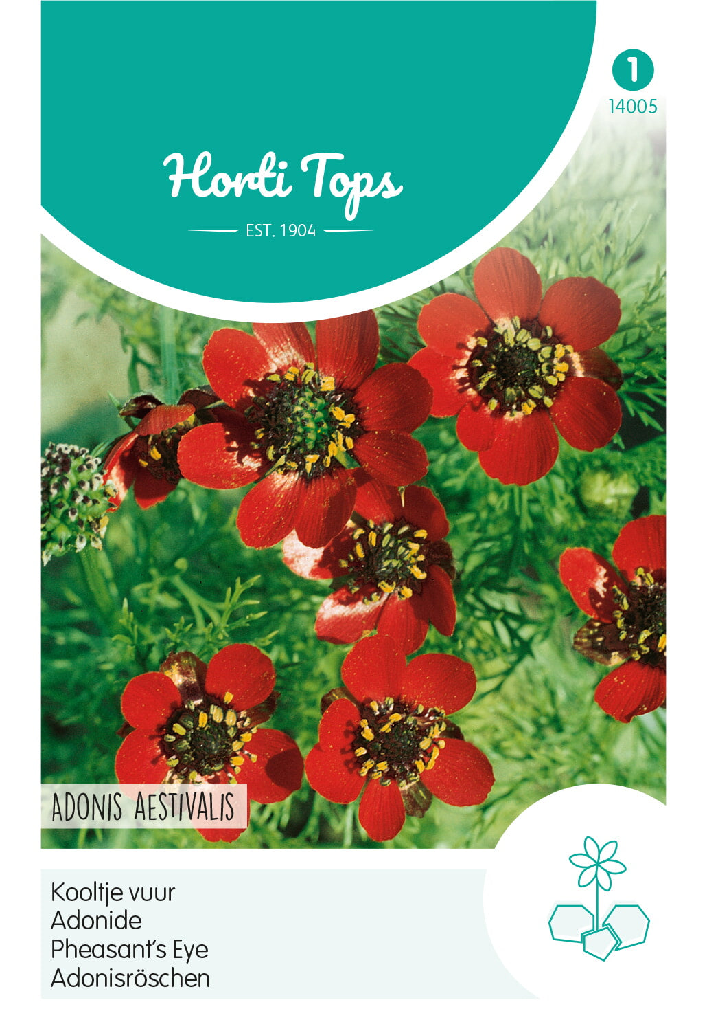 Horti Tops Adonisröschen Aestivalis