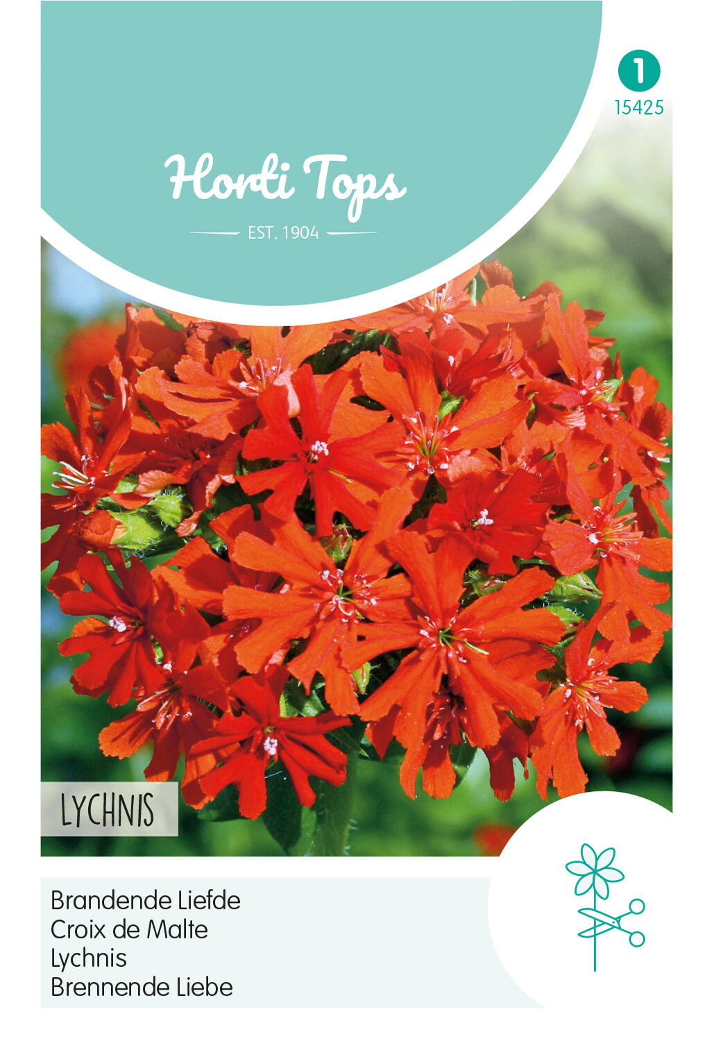 Horti Tops Brennende Liebe Chalcedonica, Scharlach
