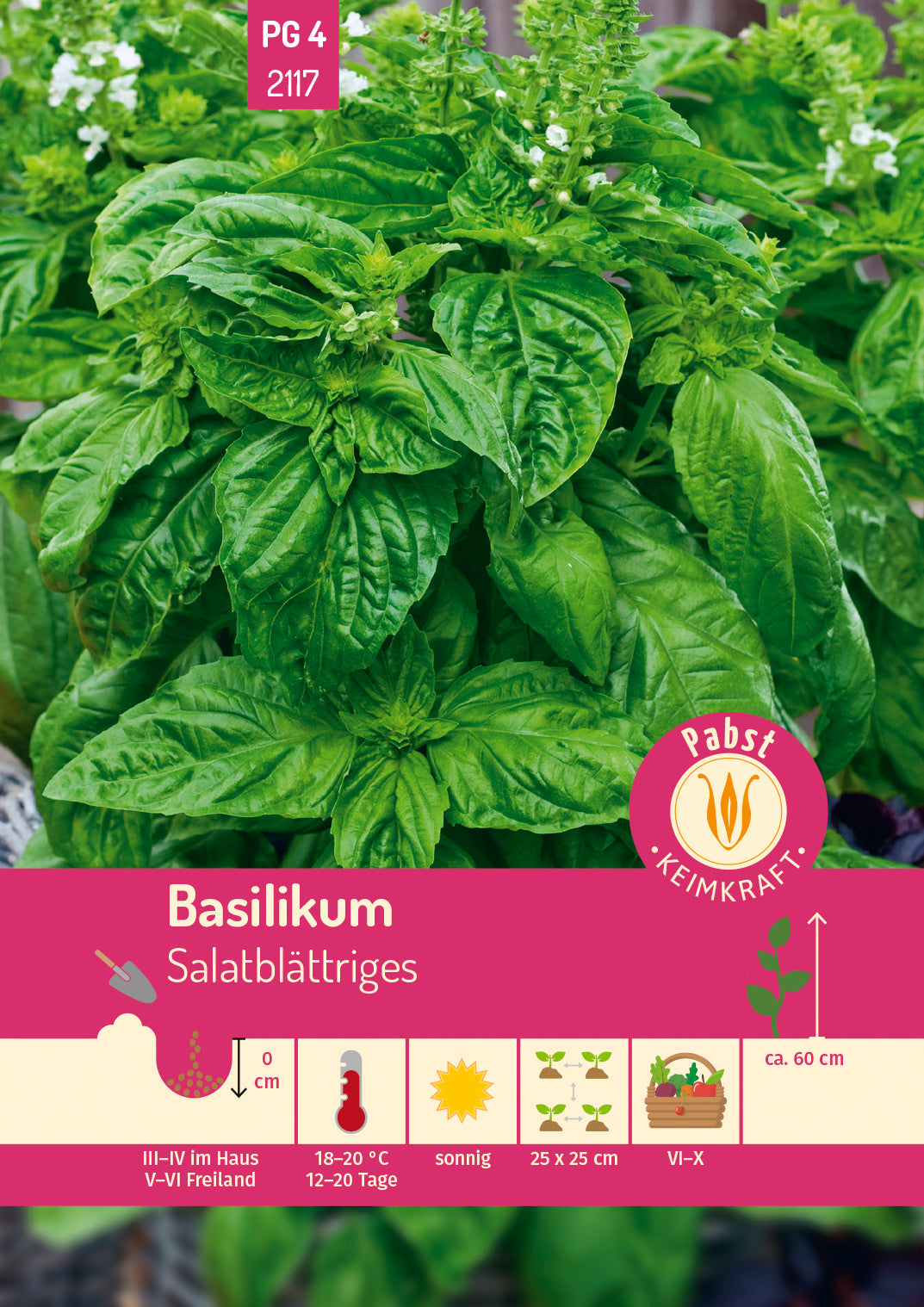 Pabst Keimkraft Basilikum Salatblättriges