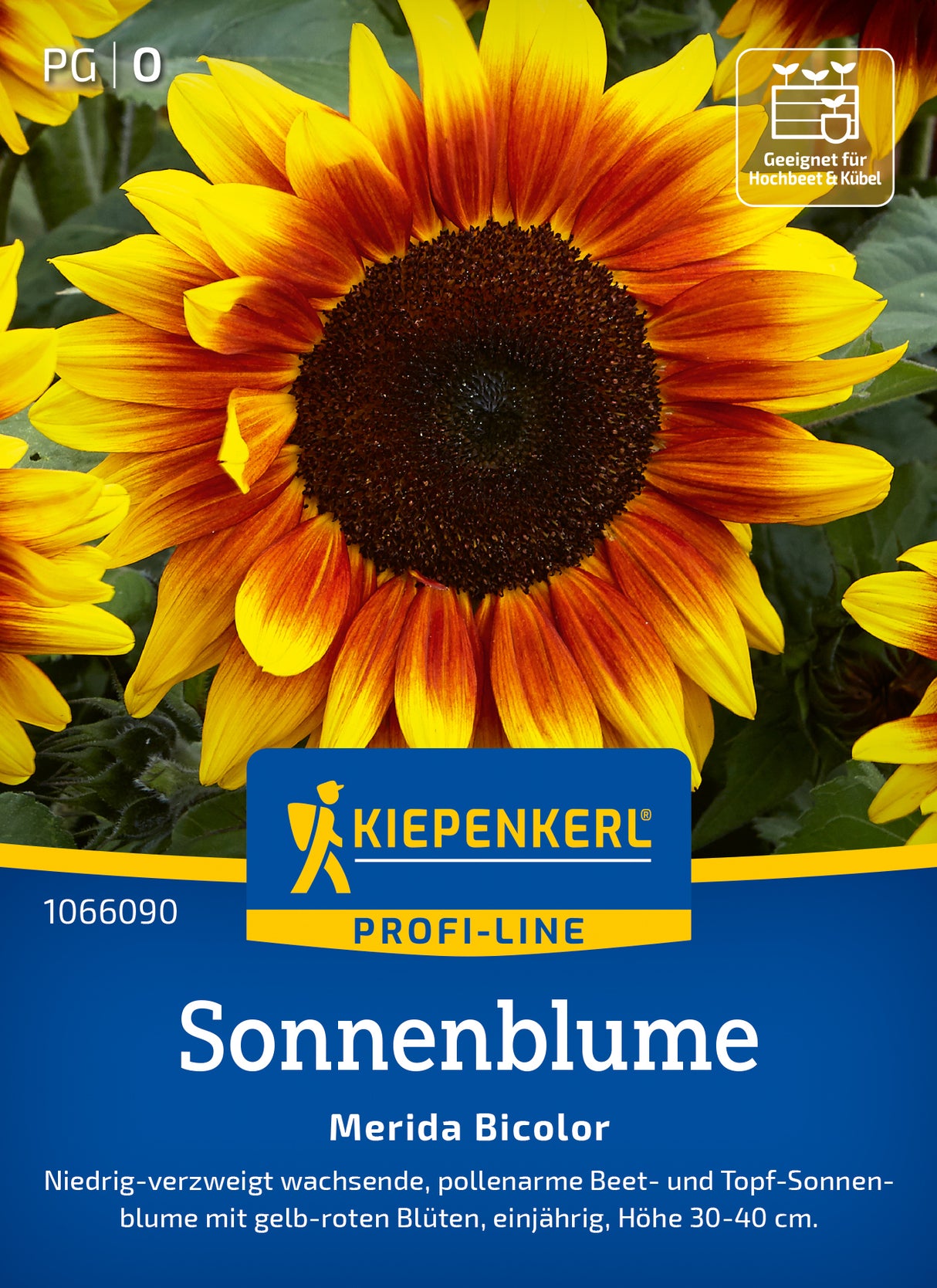 Kiepenkerl Sonnenblumen Merida Bicolor