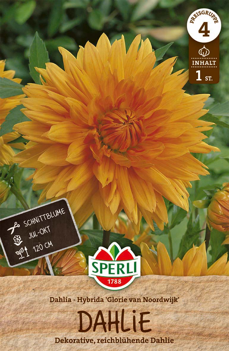 SPERLI Dahlie Glorie van Noordwijk