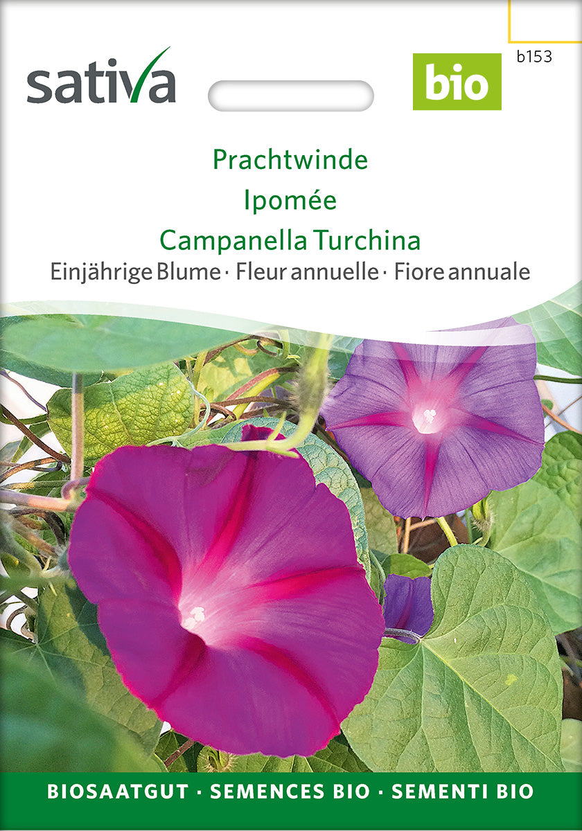 Sativa Prachtwinde