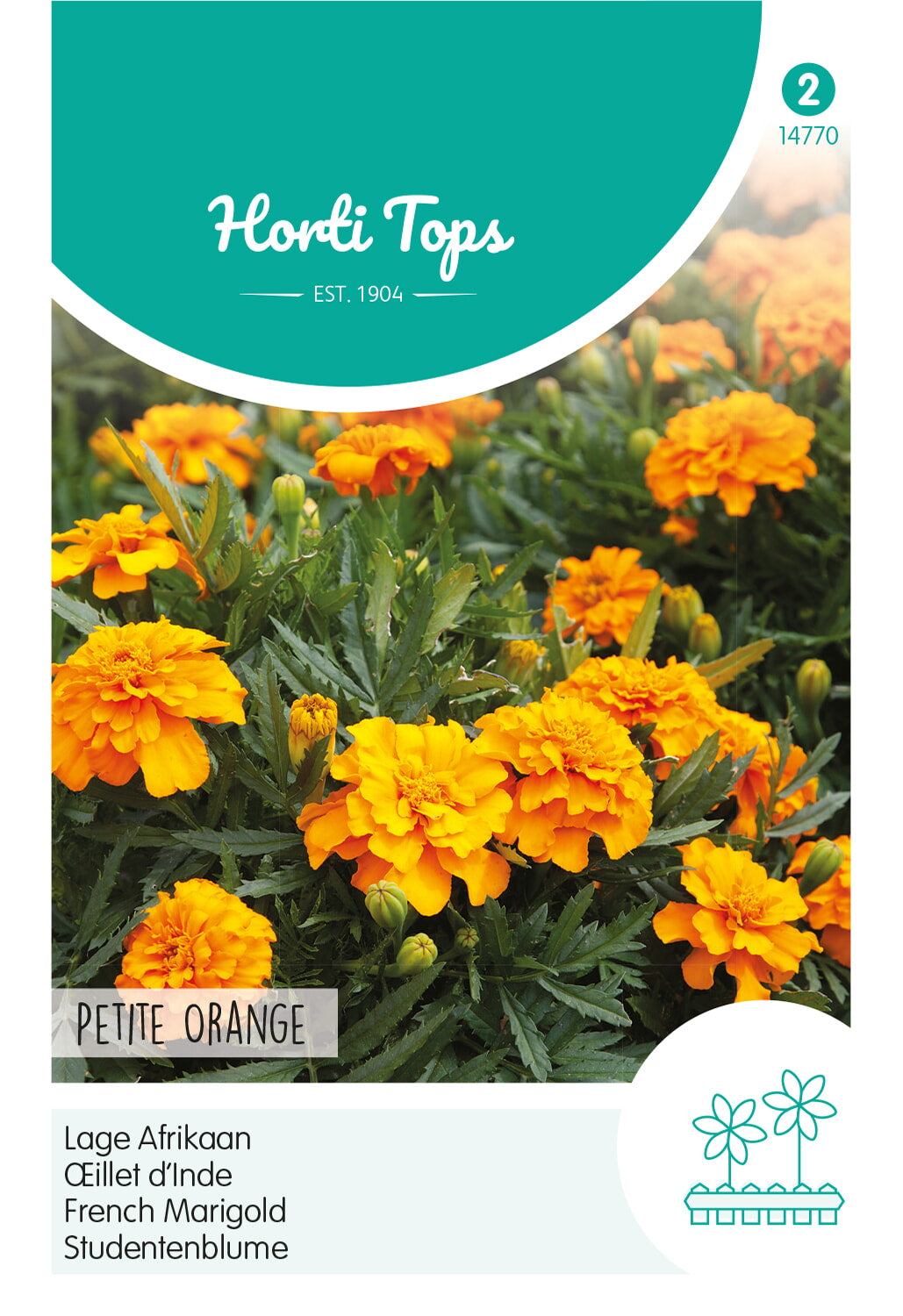 Horti Tops Studentenblume Petite Orange