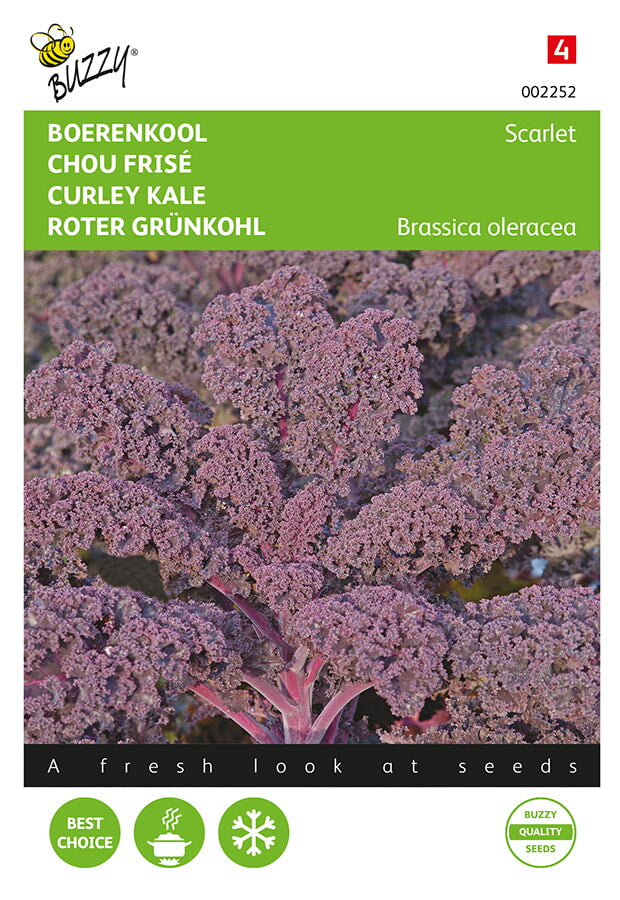 Buzzy Seeds Grünkohl Roter Krauskohl Scarlet