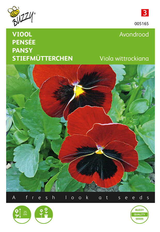 Buzzy Seeds Stiefmütterchen Abendglut