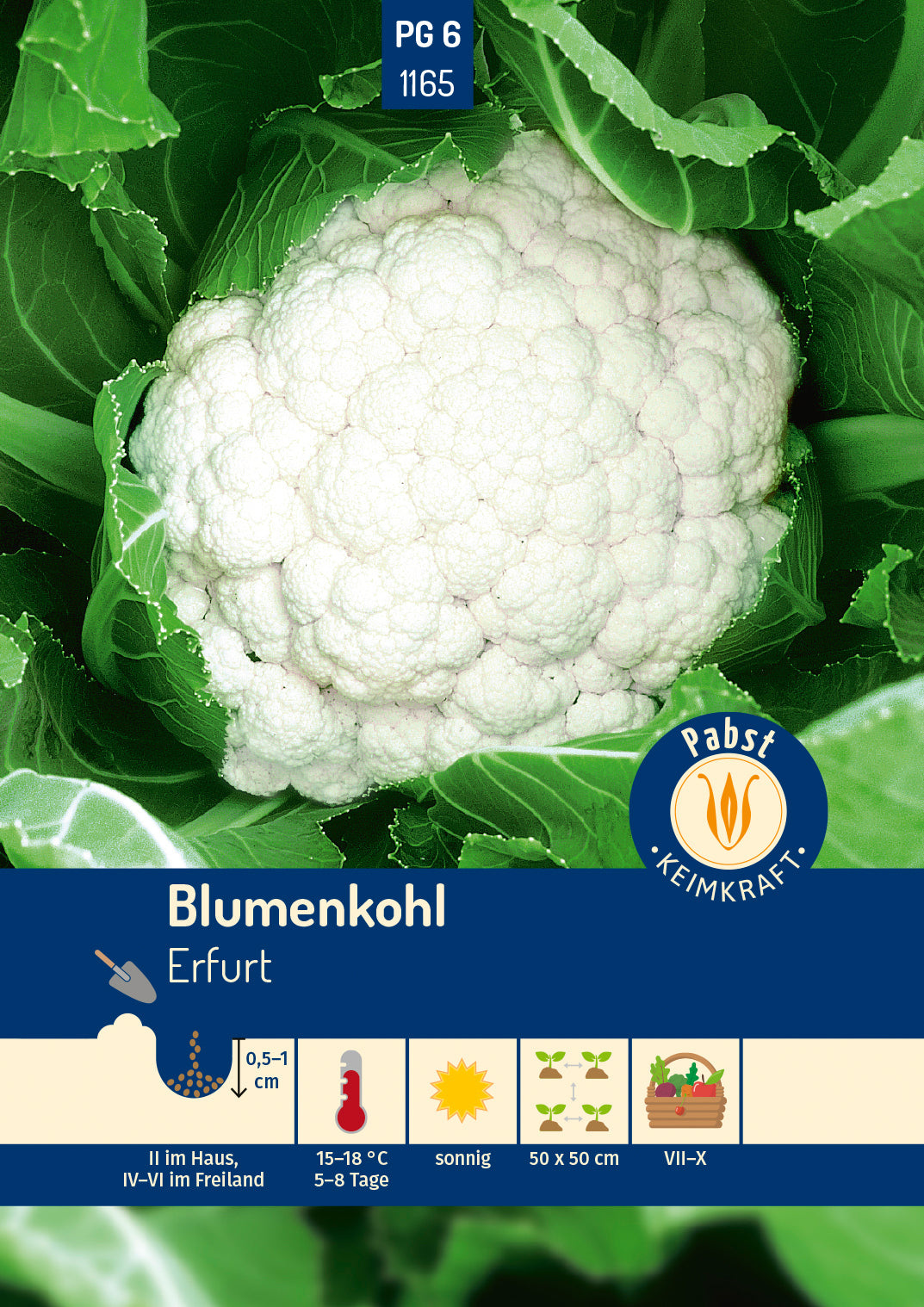 Pabst Keimkraft Blumenkohl Erfurter Zwerg