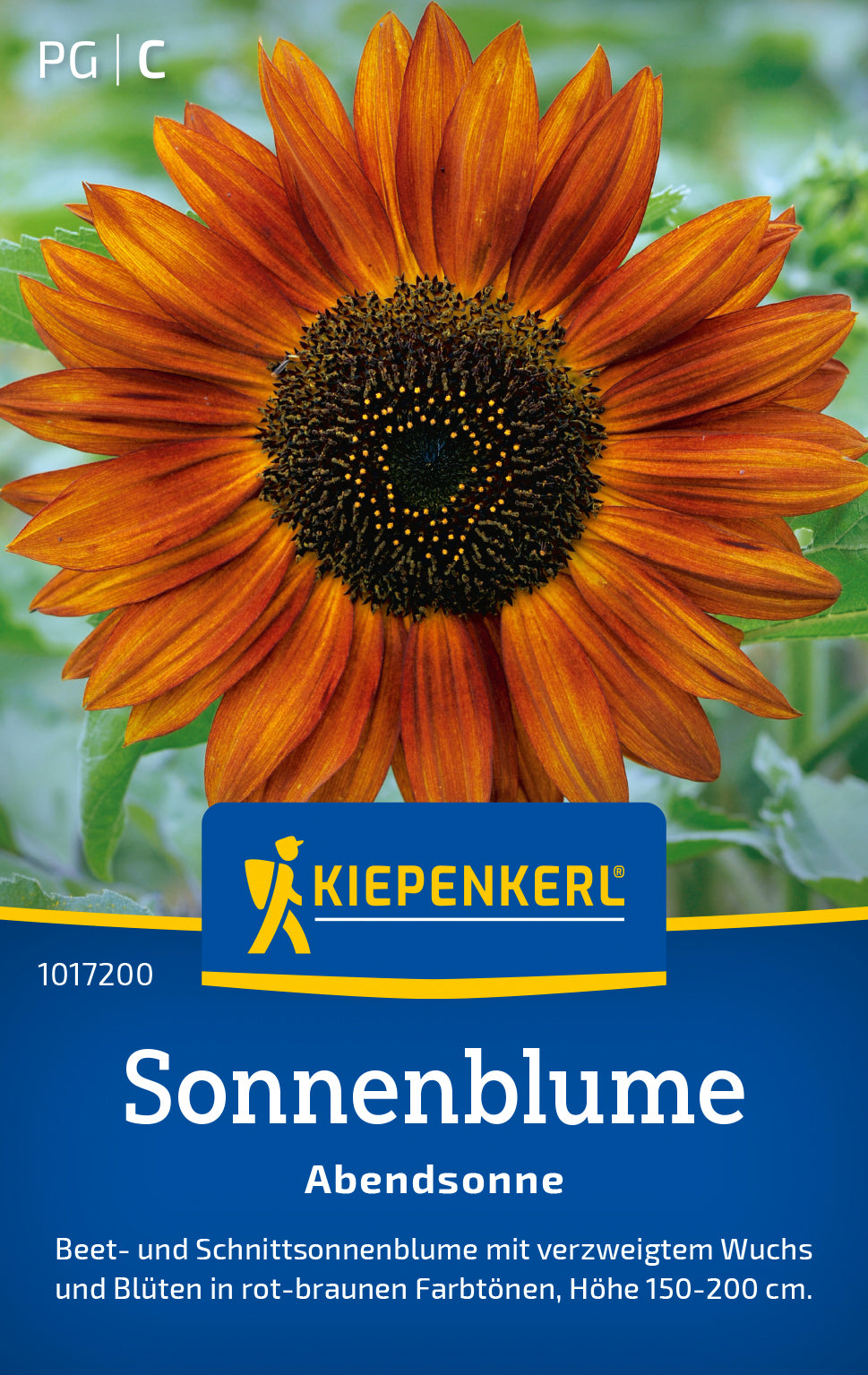 Kiepenkerl Sonnenblumen Abendsonne