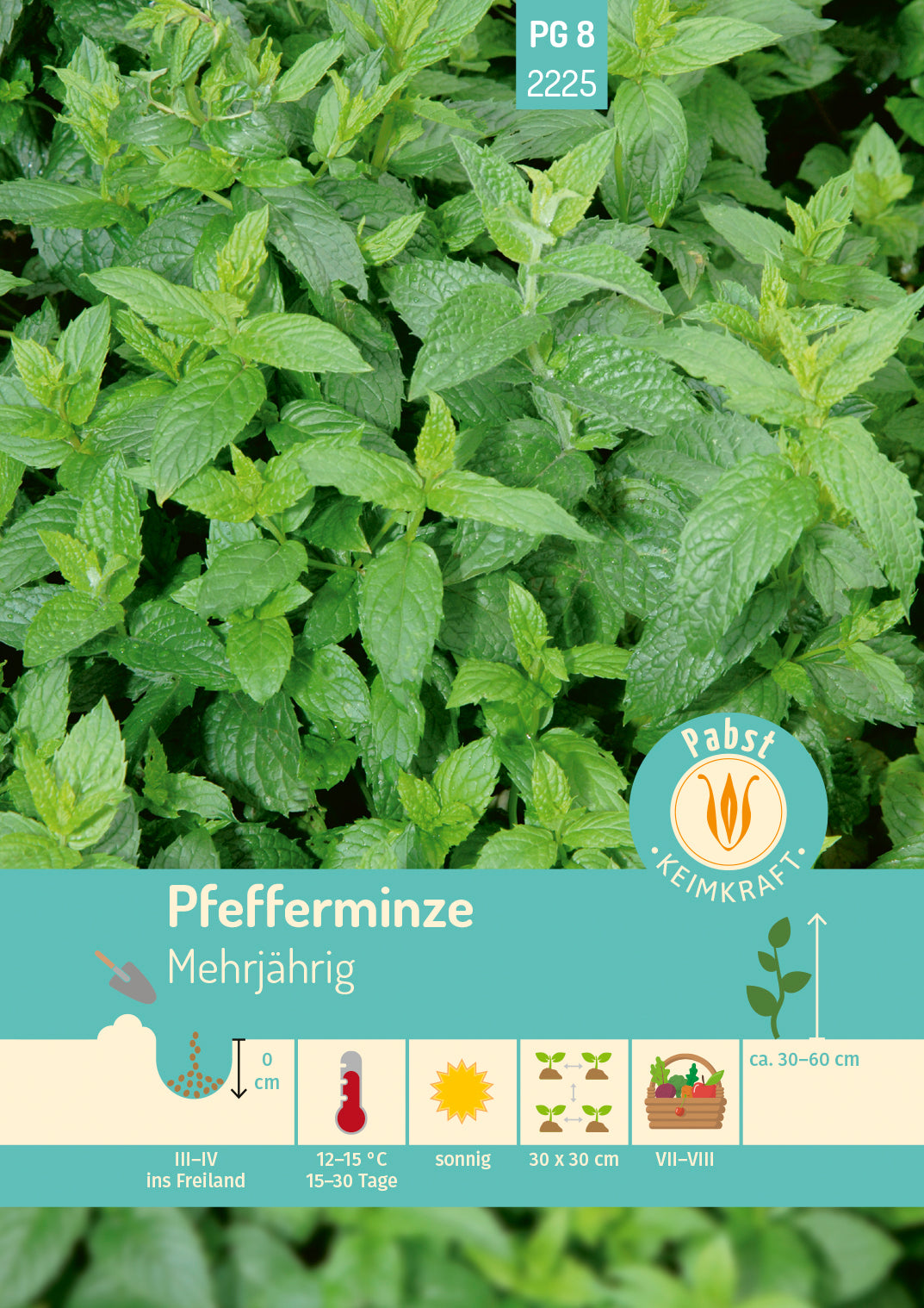 Pabst Keimkraft Pefferminze Mehrjährig
