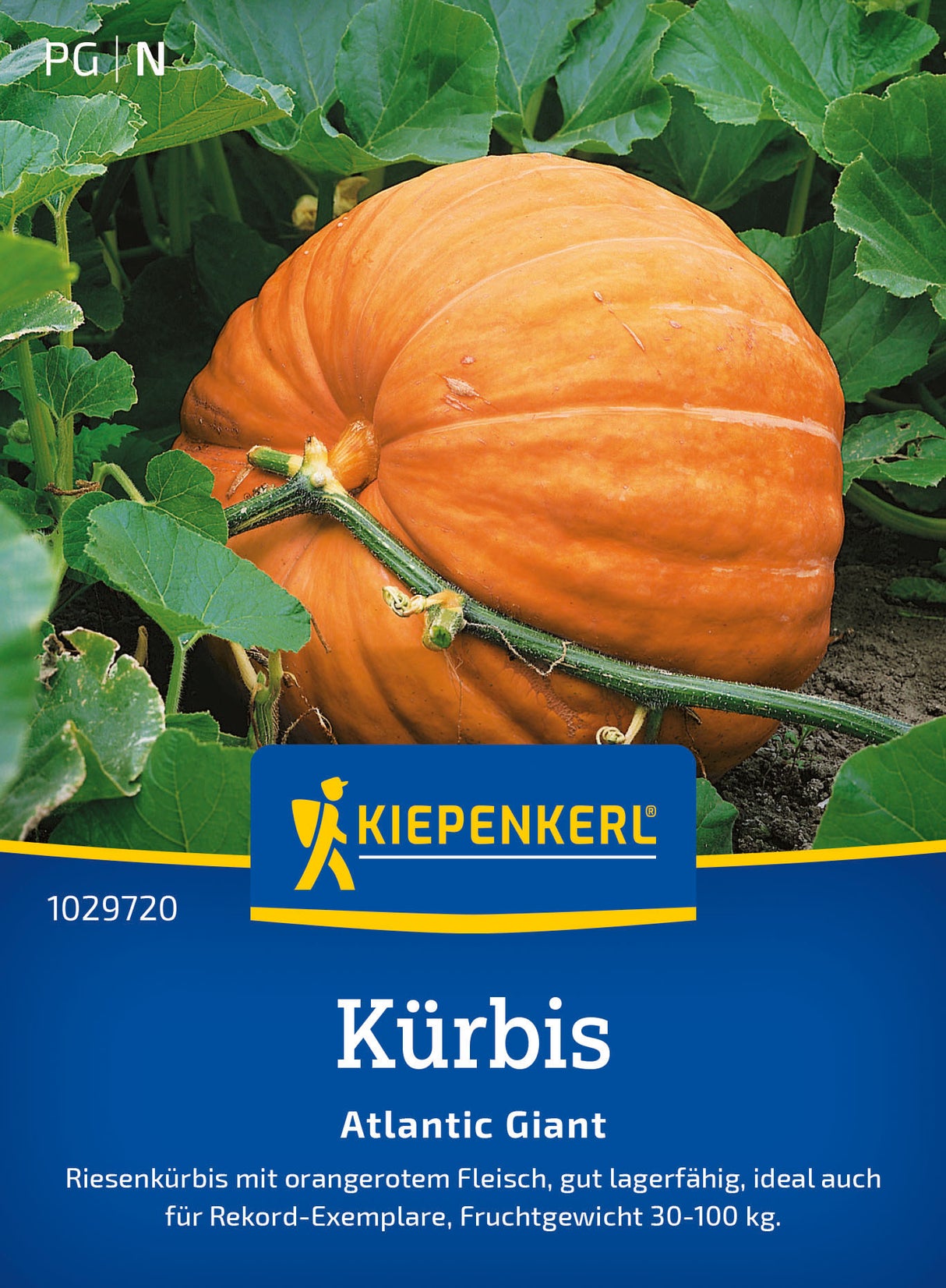 Kiepenkerl Kürbis Atlantic Giant