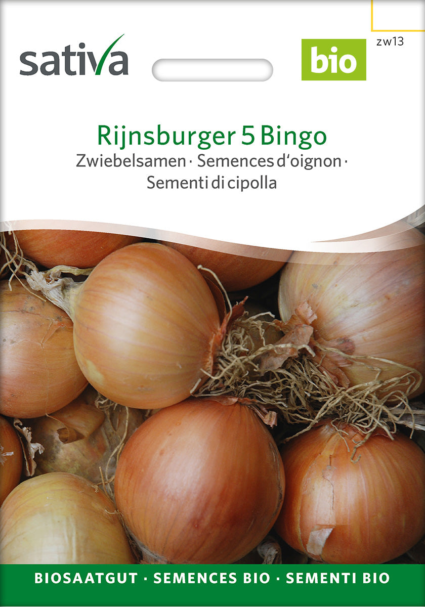 Sativa Zwiebelsamen Rijnsburger 5 Bingo