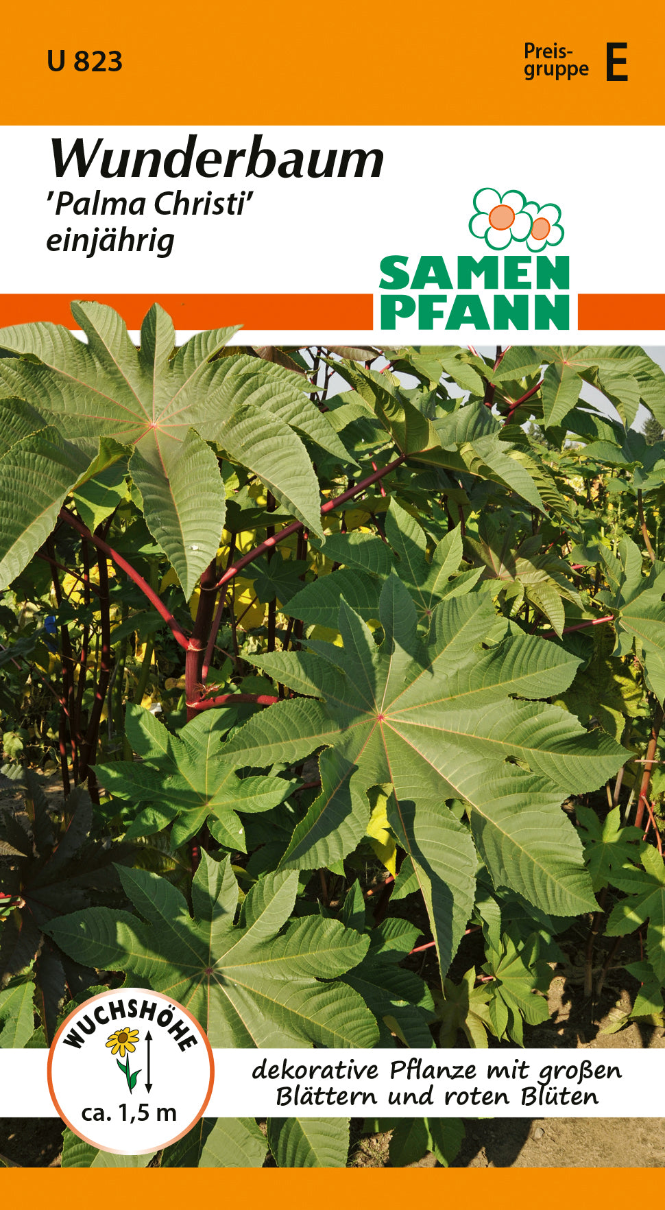 Samen Pfann Wunderbaum Palma Christi einjährig