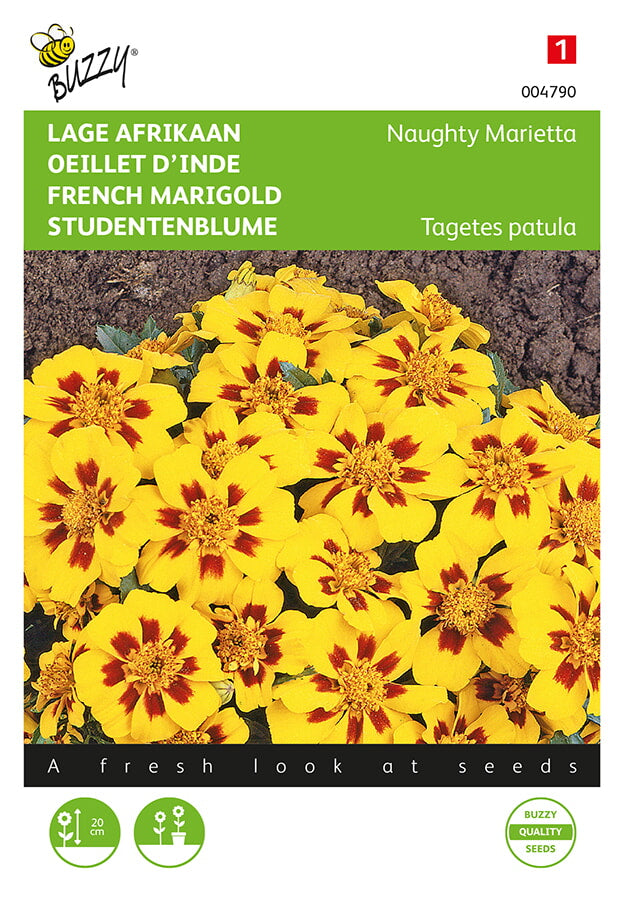 Buzzy Seeds Studentenblumen Naughty Marietta niedrige
