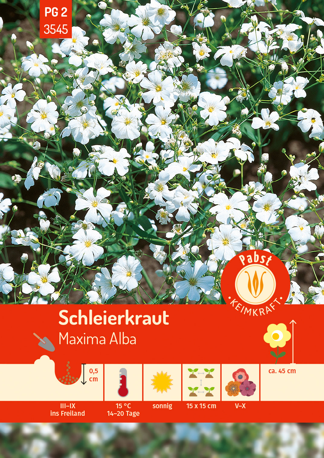 Pabst Keimkraft Schleierkraut Maxima Alba