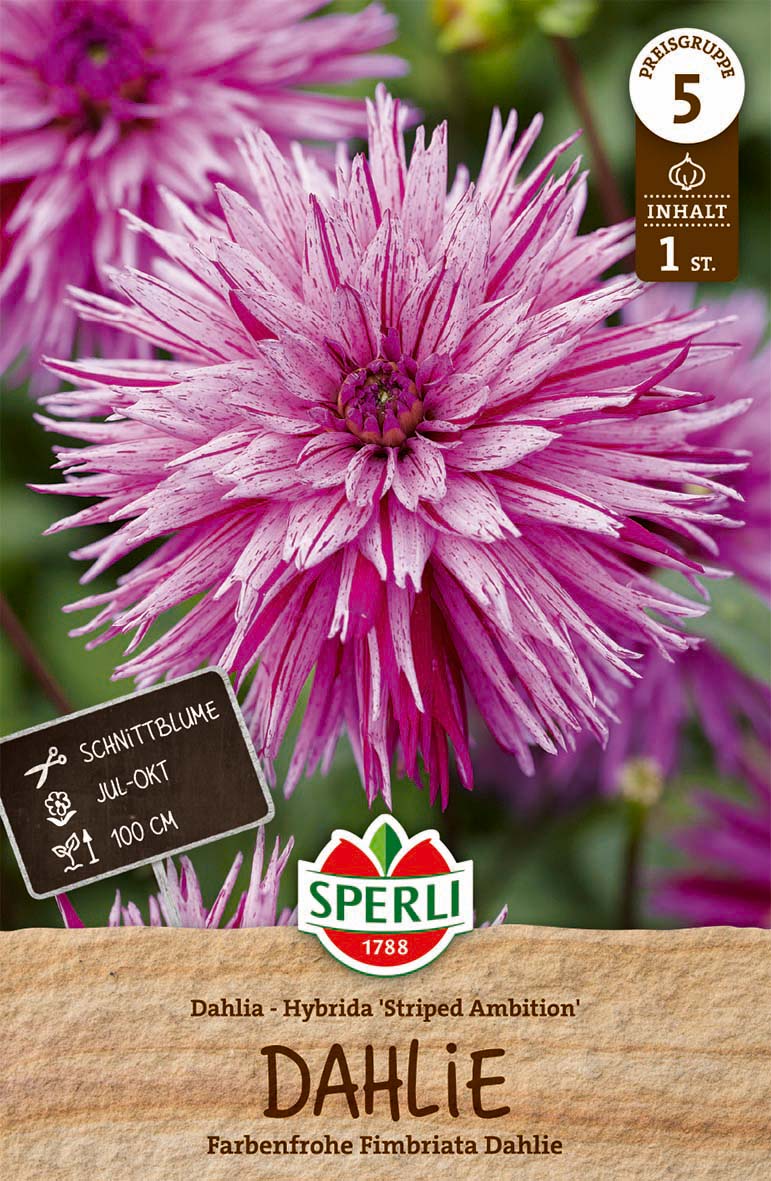 SPERLI Dahlie Striped Ambitio