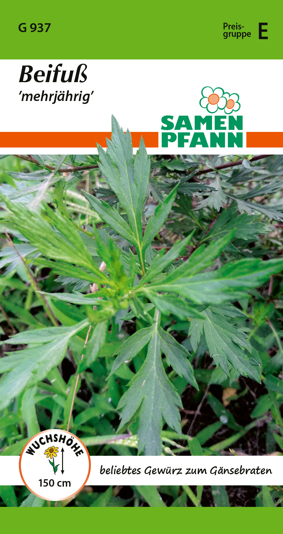 Samen Pfann mehrjährig Beifuß