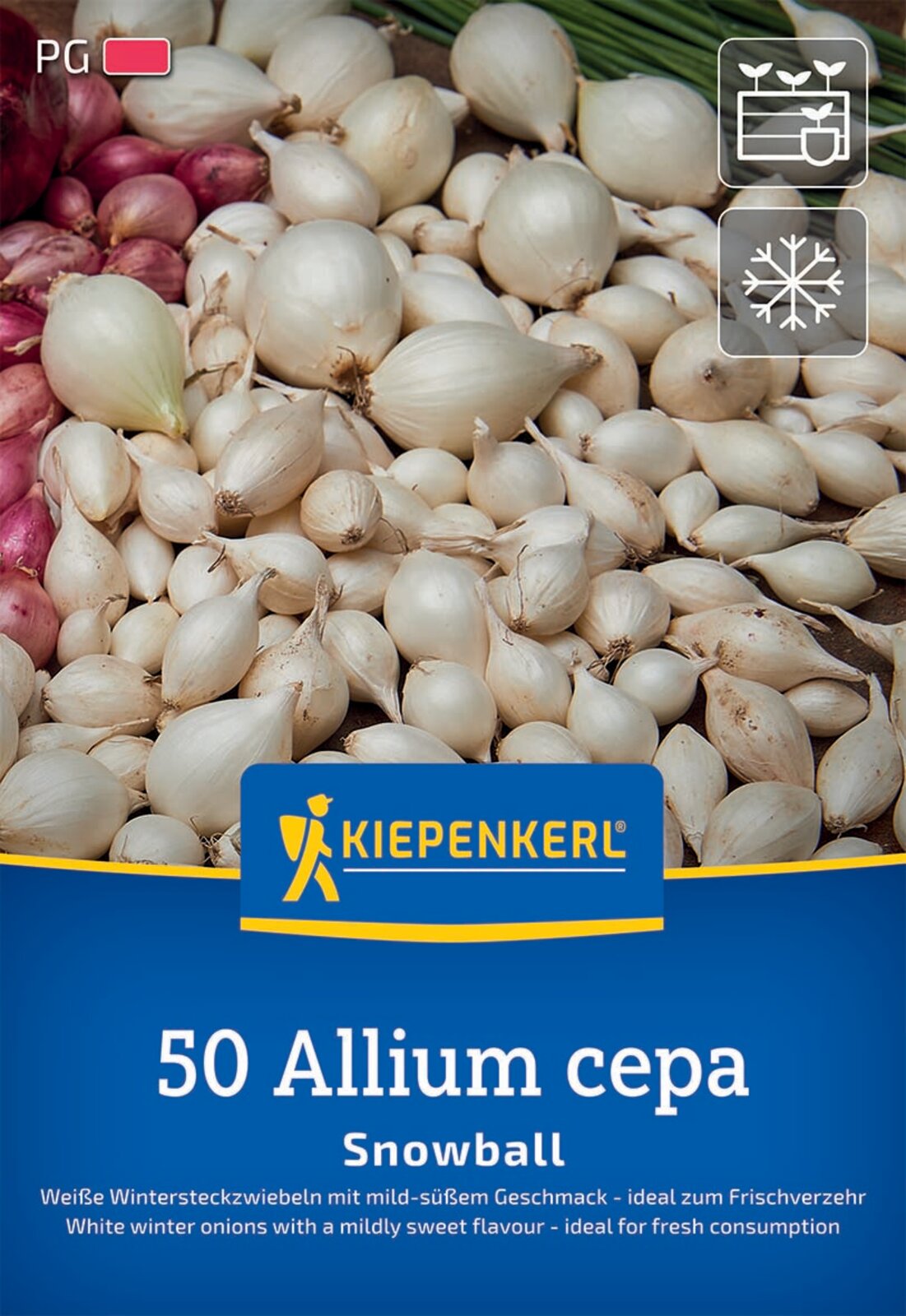 Kiepenkerl Weiße Wintersteckzwiebel Snowball 50 Stück