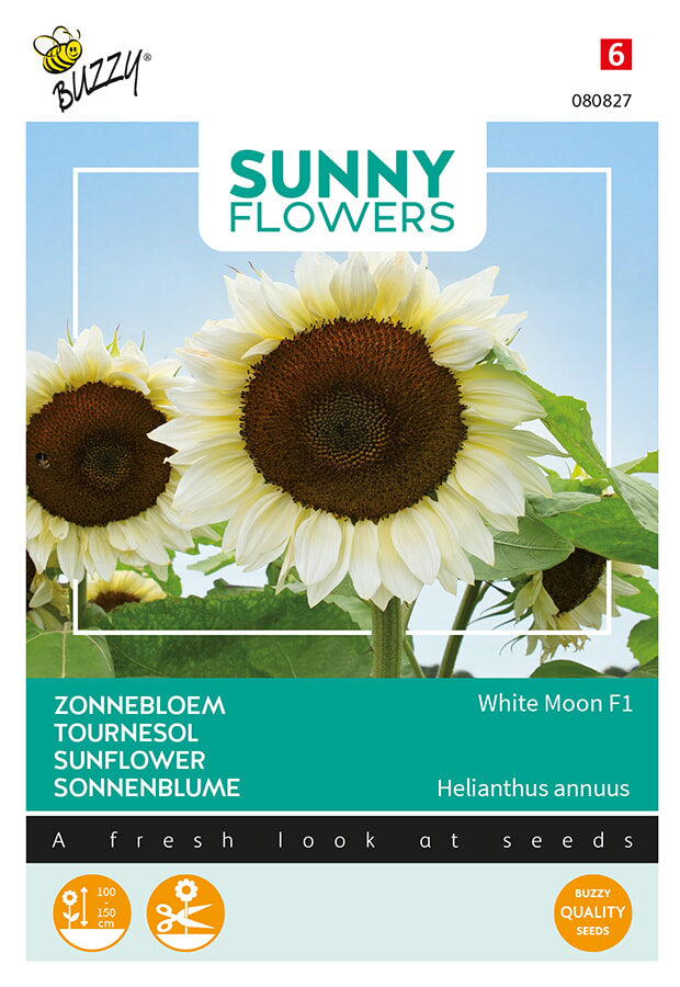 Buzzy Seeds Sonnenblume  White Moon