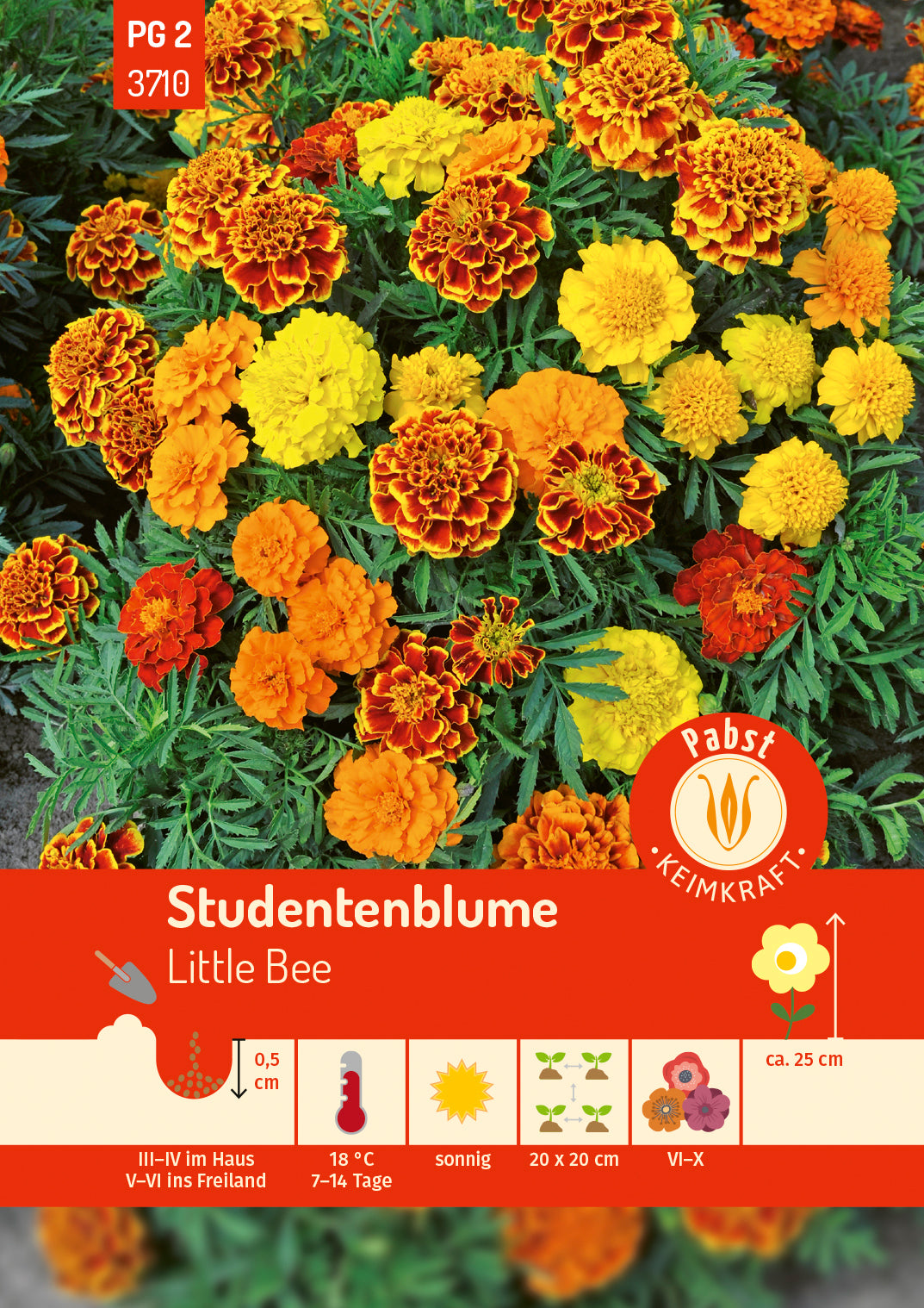 Pabst Keimkraft Studentenblumen Bonita Mischung