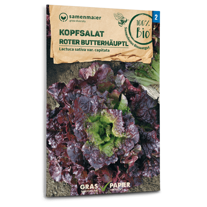 Samen Maier BIO Kopfsalat Roter Butterhäuptl