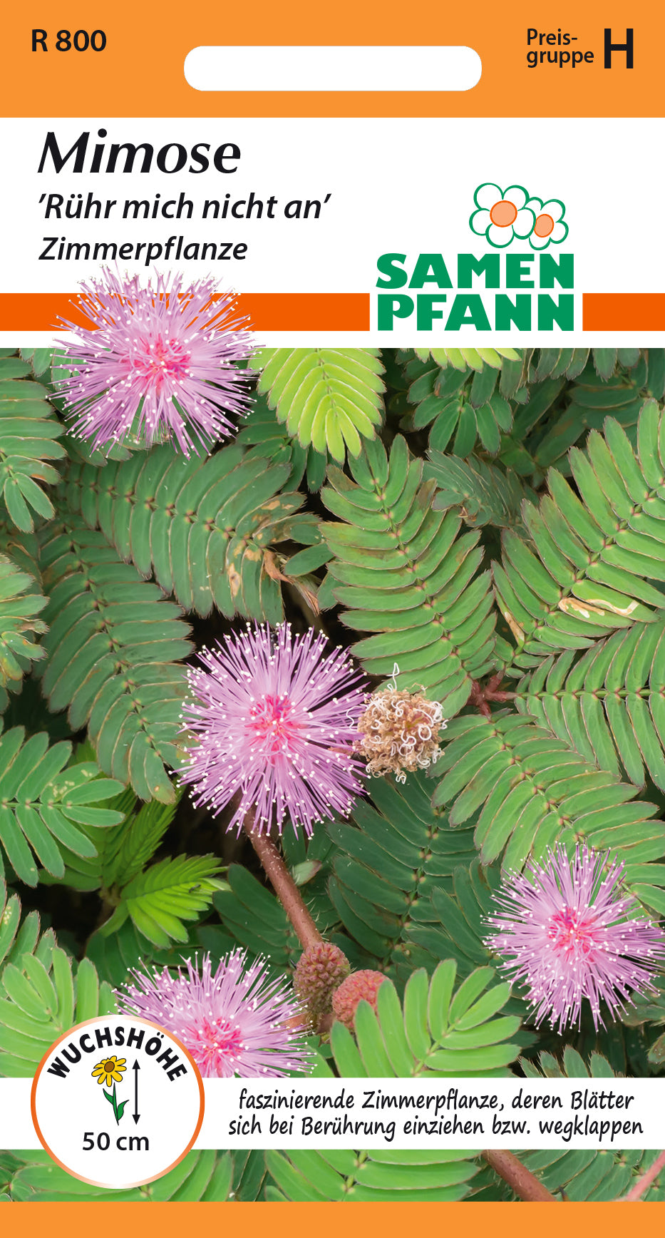 Samen Pfann Mimose Rühr mich nicht an (Zimmerpflanze)