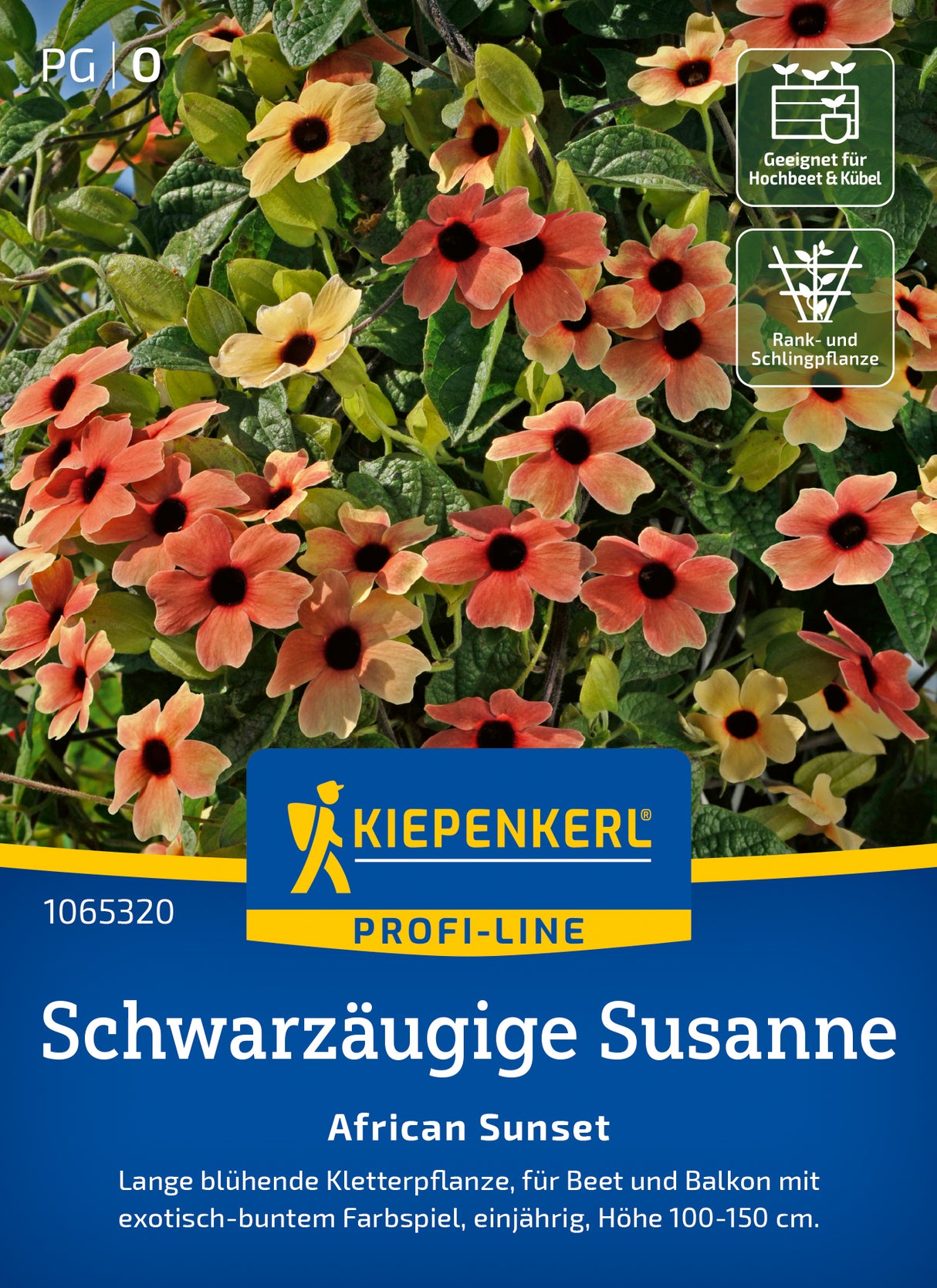 Kiepenkerl Schwarzäugige-susanne African Sunset