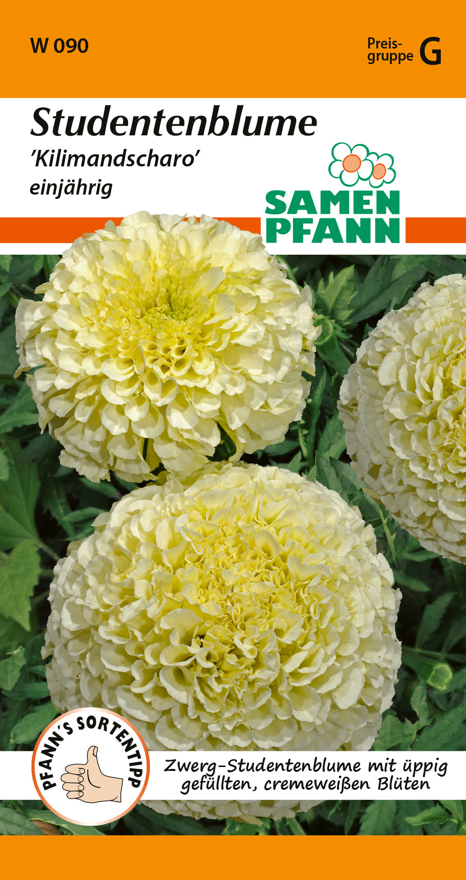 Samen Pfann Kilimandscharo Studentenblume