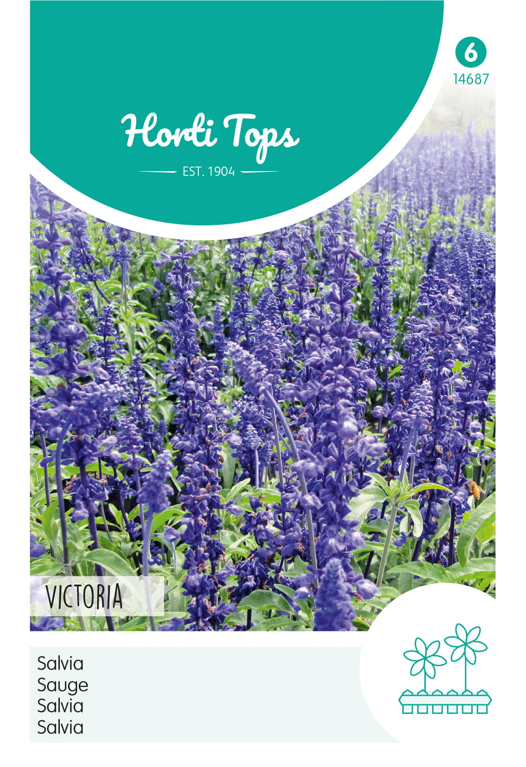 Horti Tops Salbei Farinacea Victoria