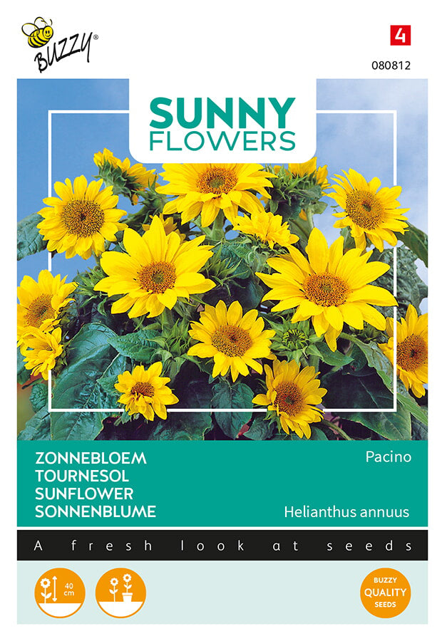 Buzzy Seeds Sonnenblume Pacino