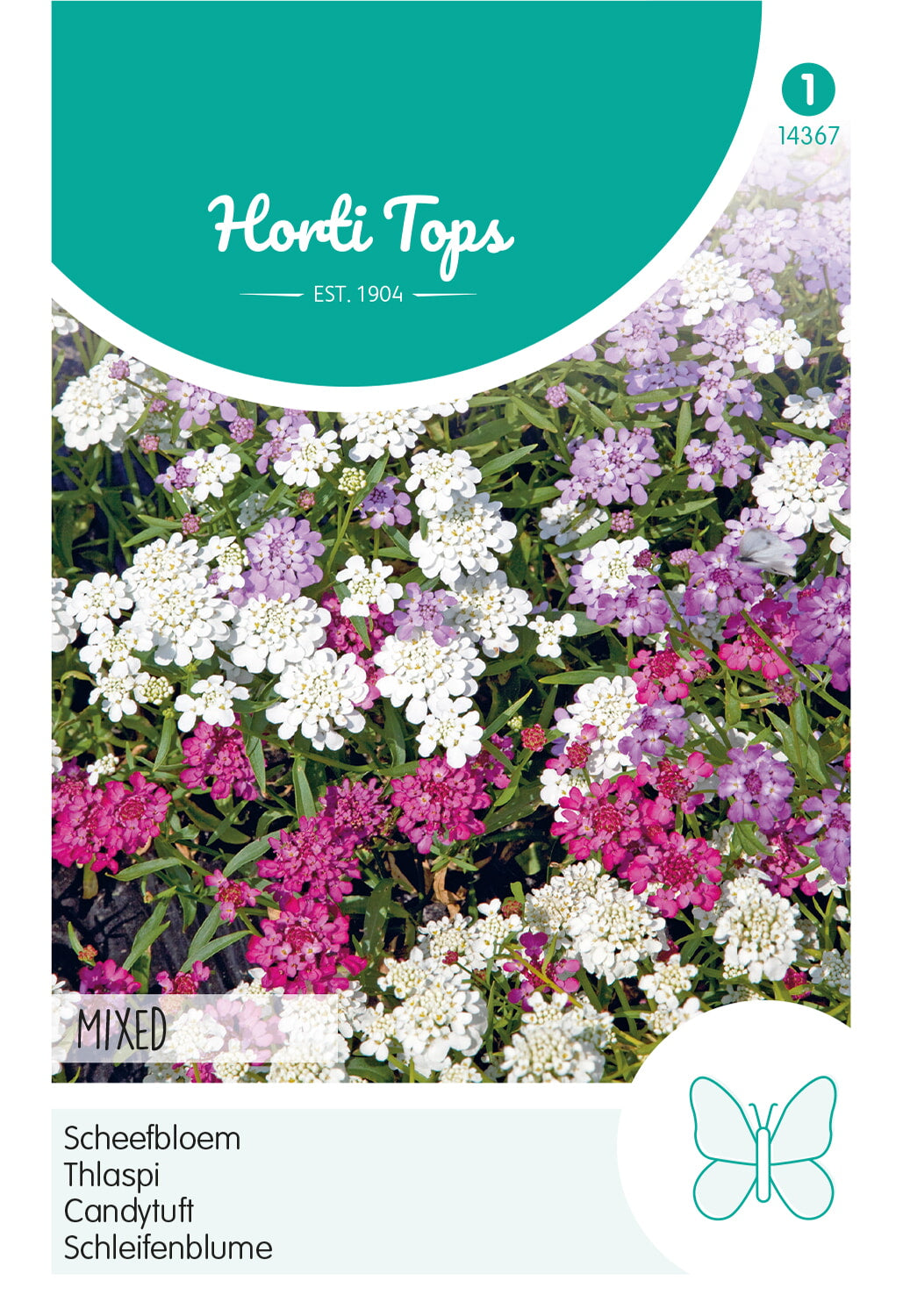 Horti Tops Schleifenblume Umbellata Feenmischung