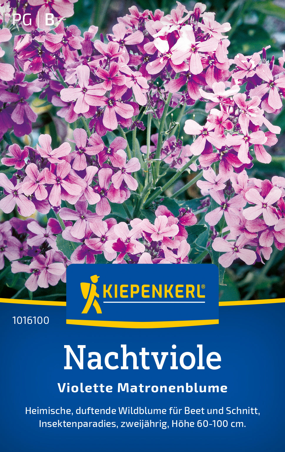 Kiepenkerl Nachtviolen Violette Matronenblume