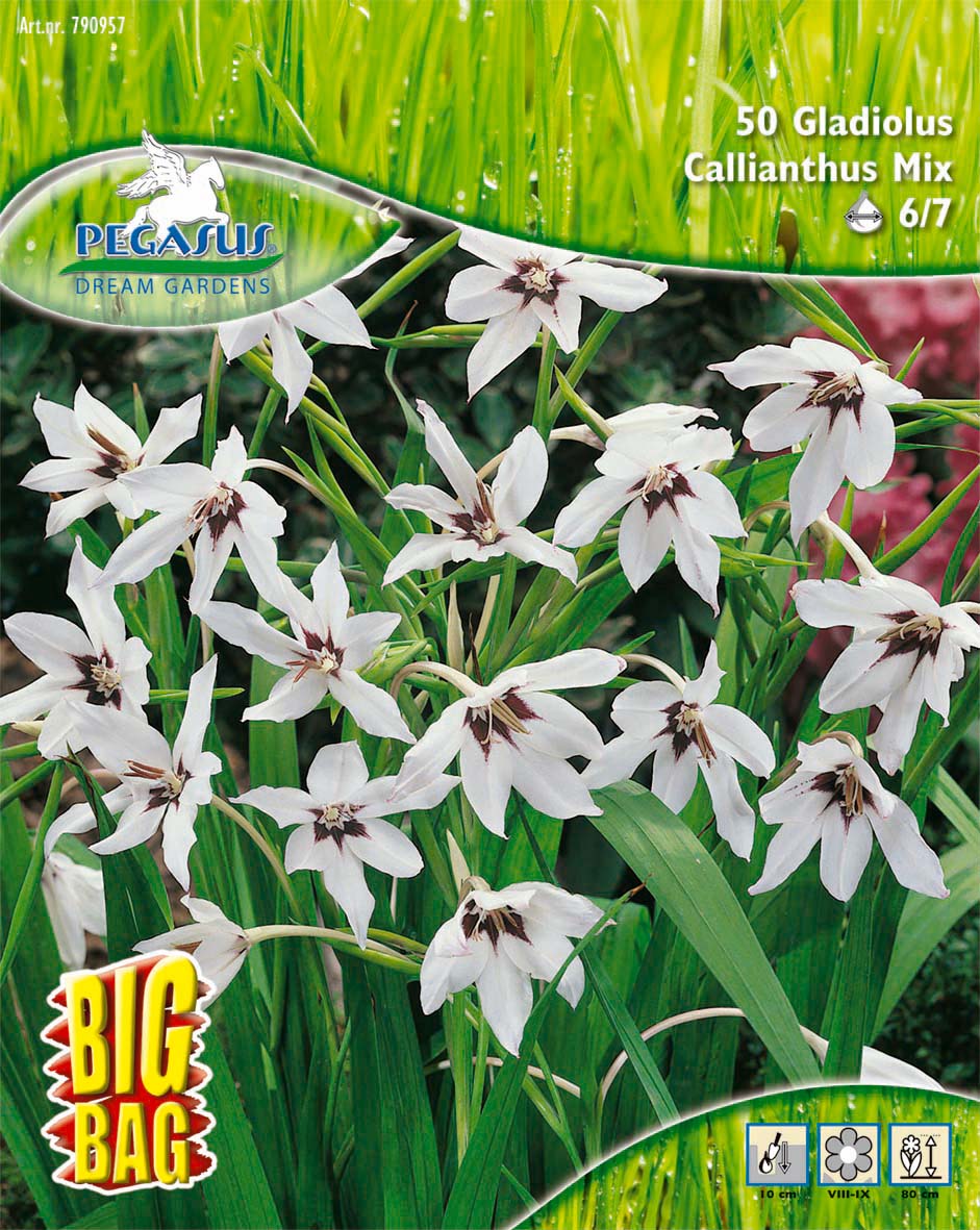 Sterngladiole Gladiolus callianthus