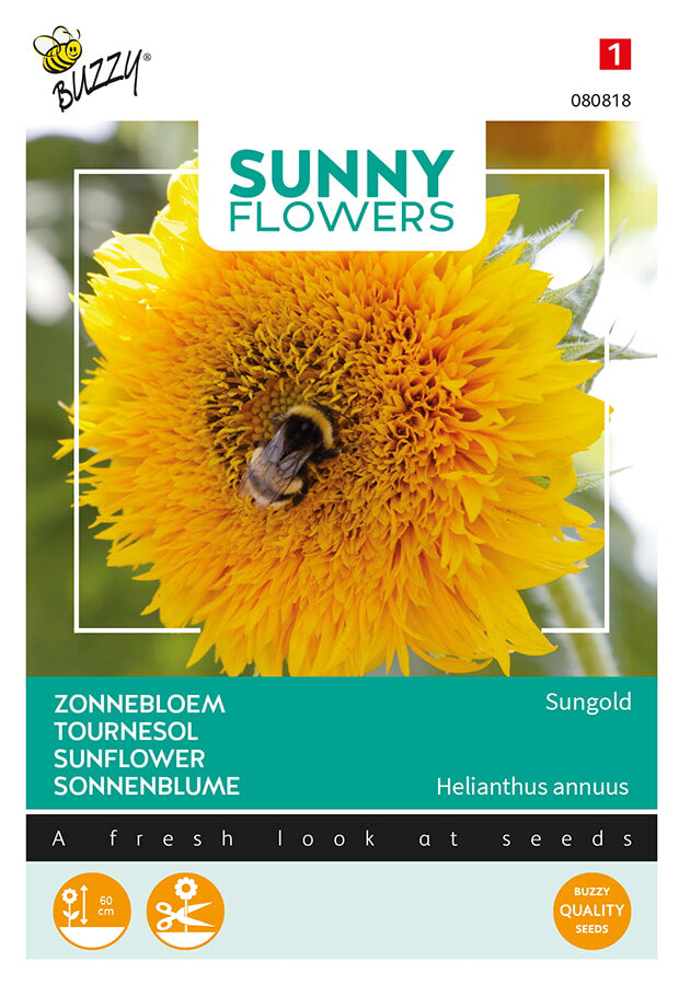 Buzzy Seeds Niedrige Sonnenblume Sungold Gefüllte