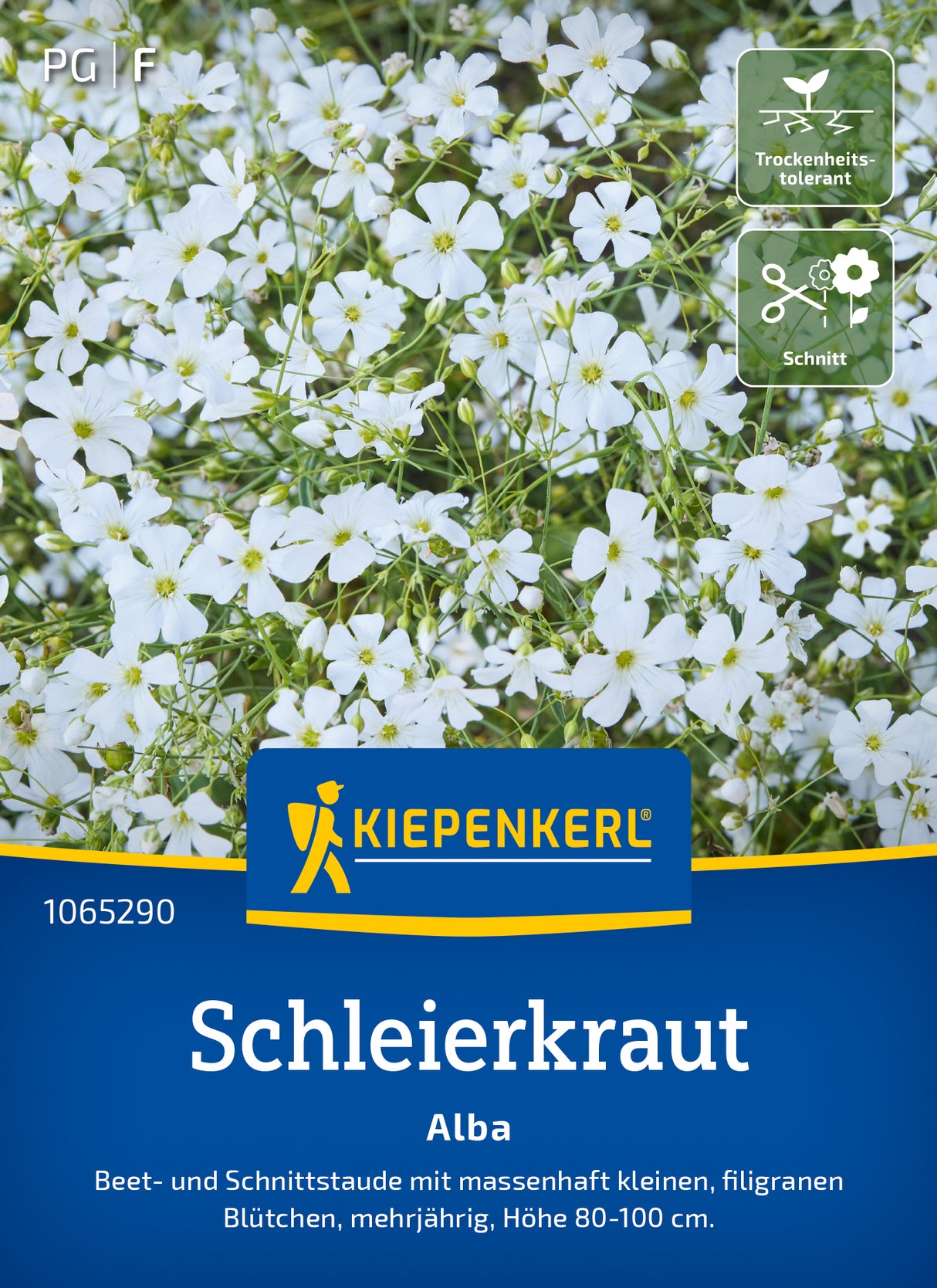 Kiepenkerl Schleierkraut Alba