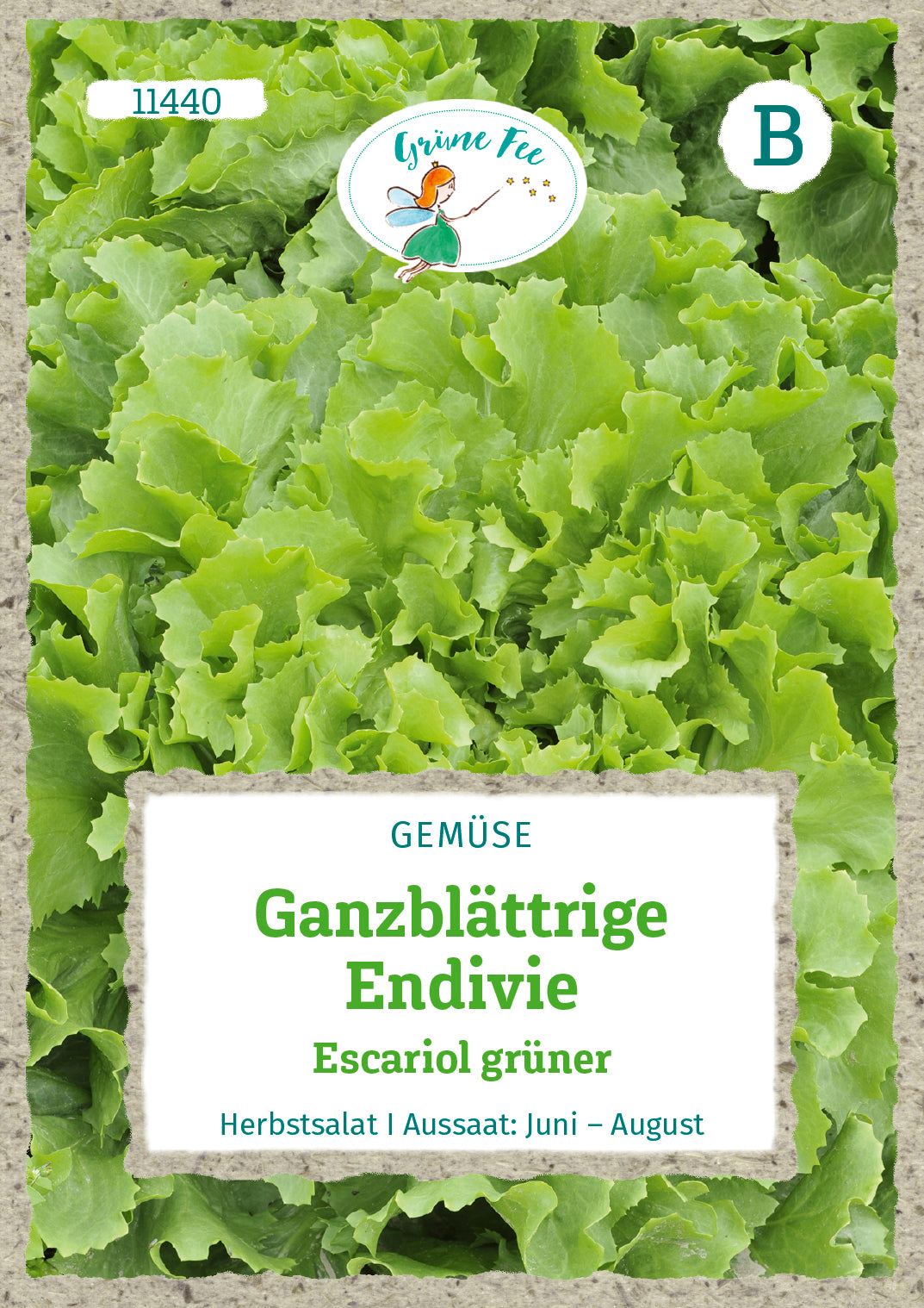 Grüne Fee Endiviensalat Escariol grüner