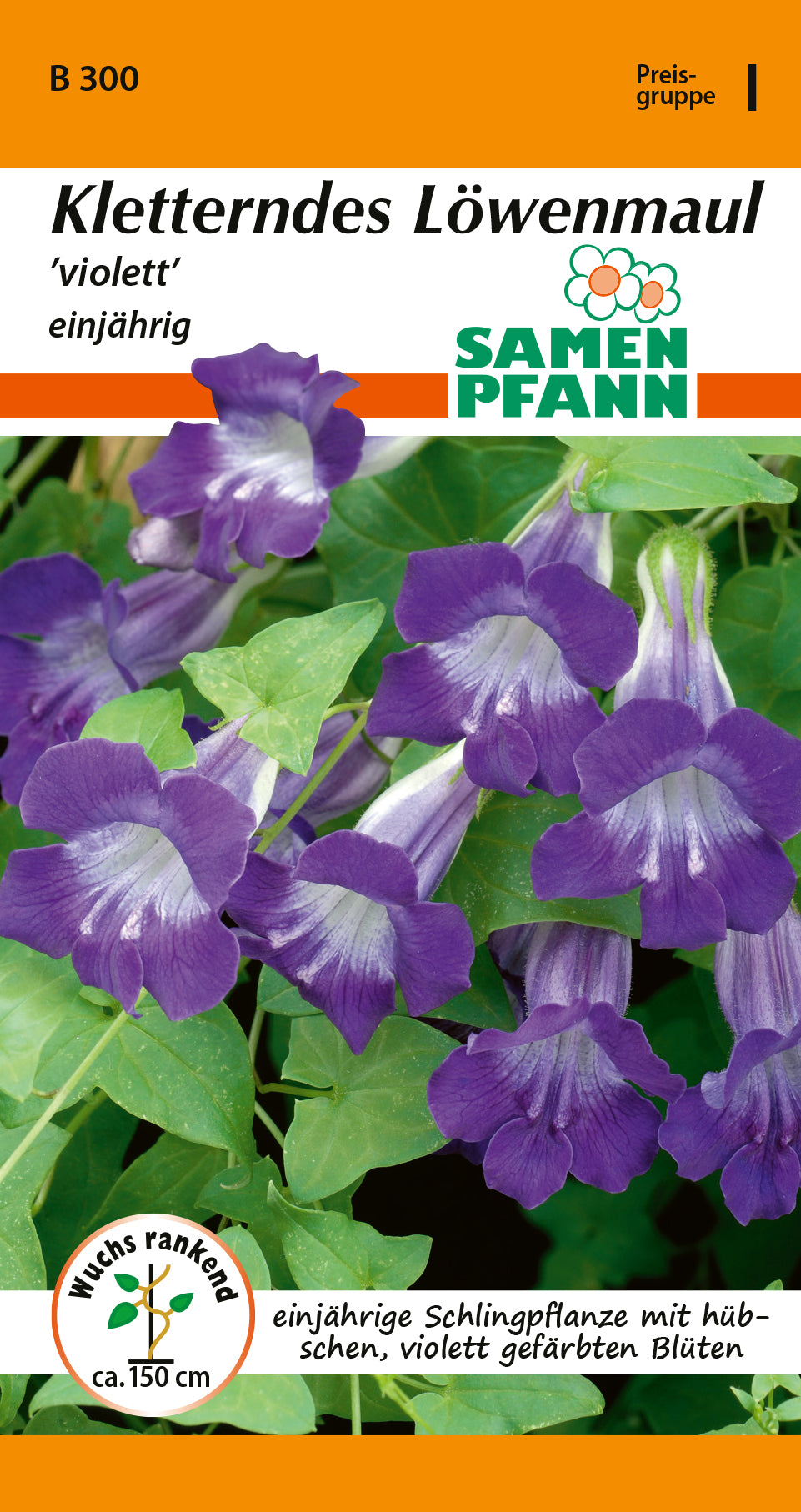 Samen Pfann kletterndes violett Löwenmäulchen