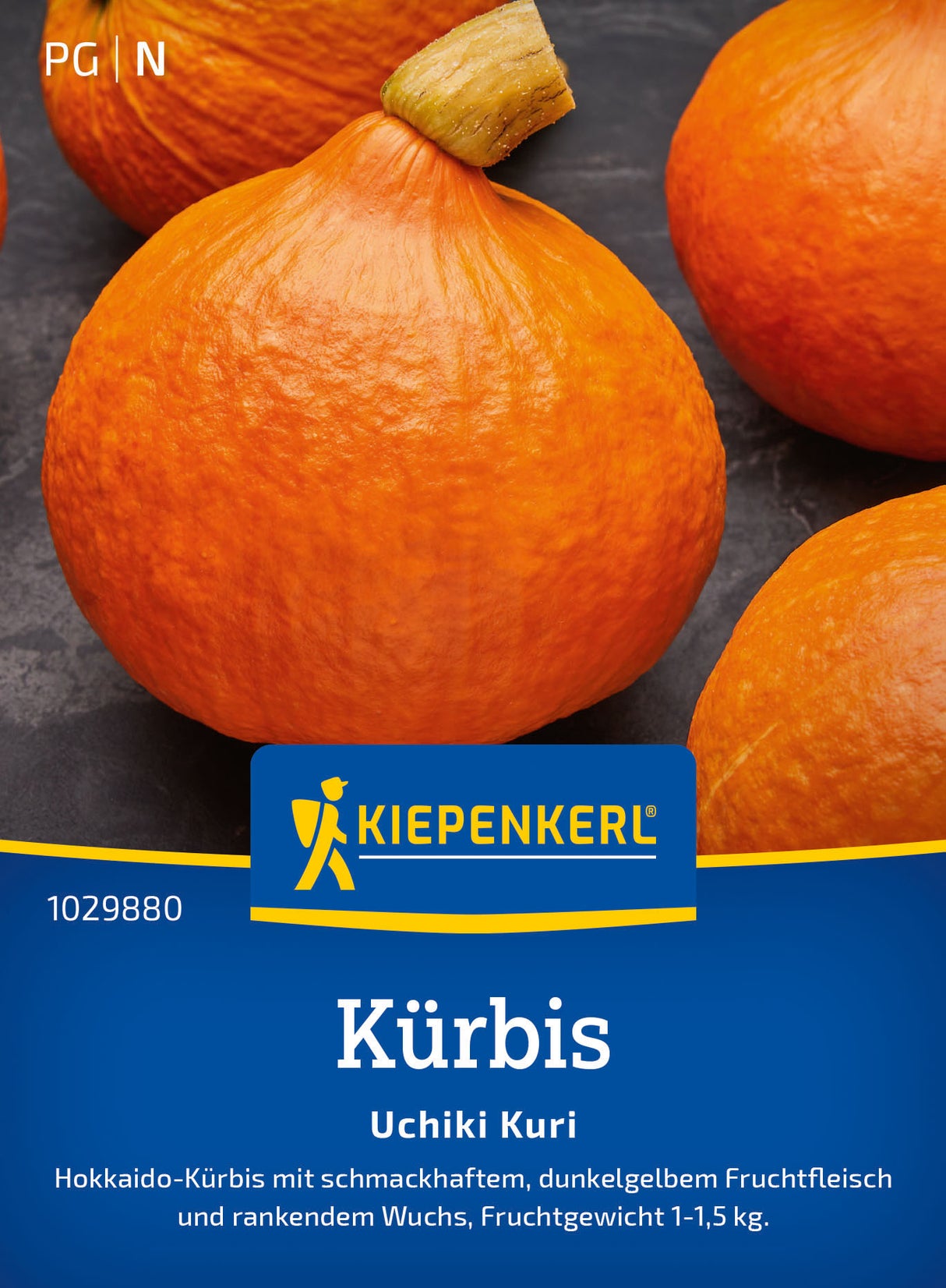 Kiepenkerl Kürbis Uchiki Kuri