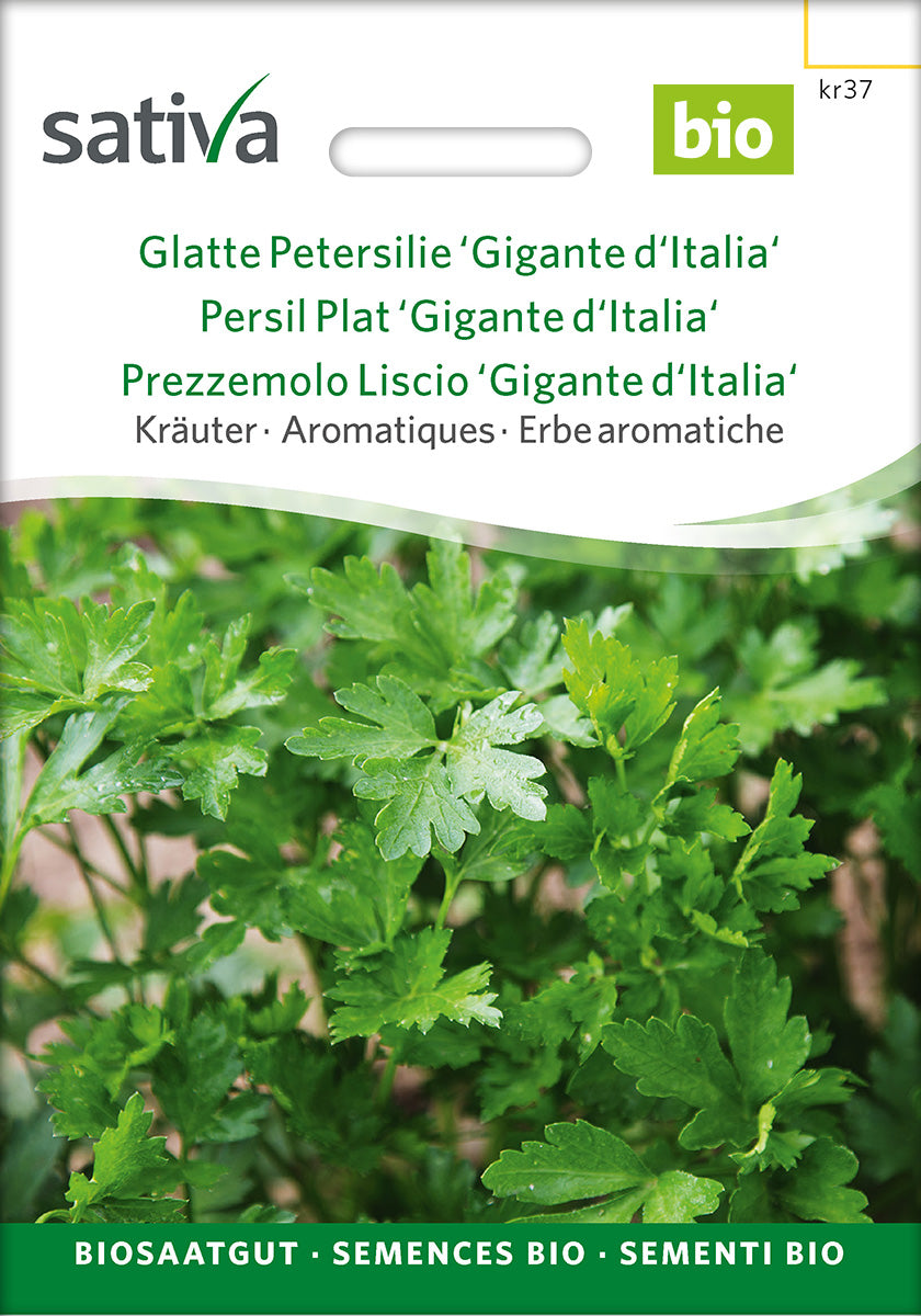 Sativa Glatte Petersilie Gigante d'Italia