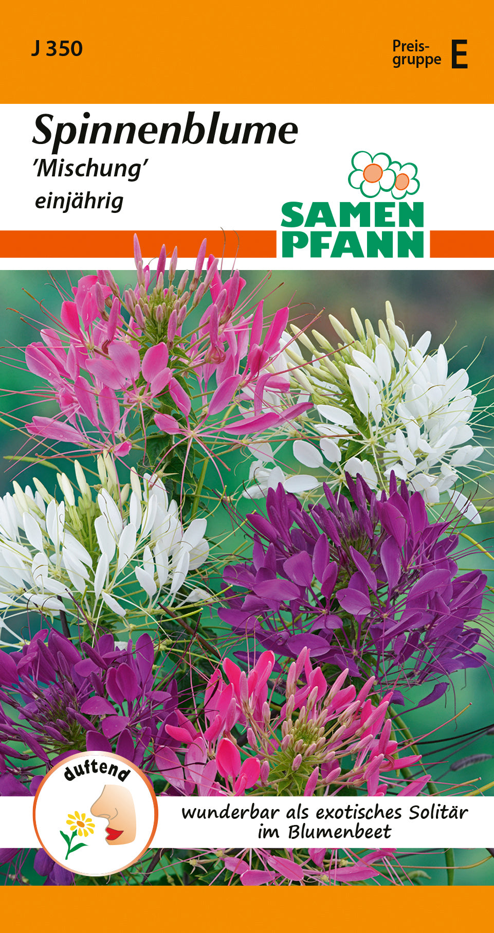 Samen Pfann Spinnenblume Mischung einjährig